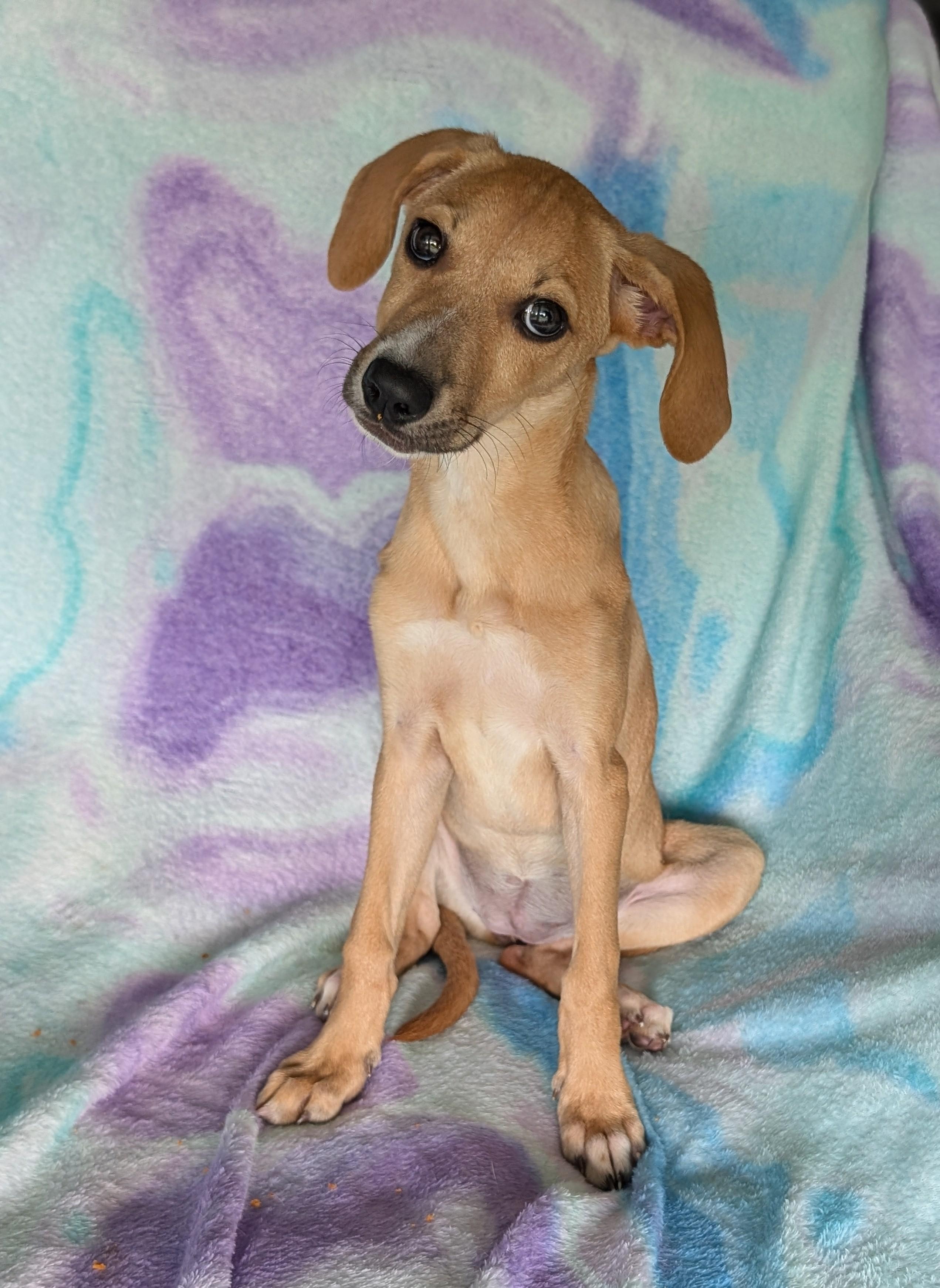 Sadie, an adoptable Labradoodle in Baton Rouge, LA, 70809 | Photo Image 3