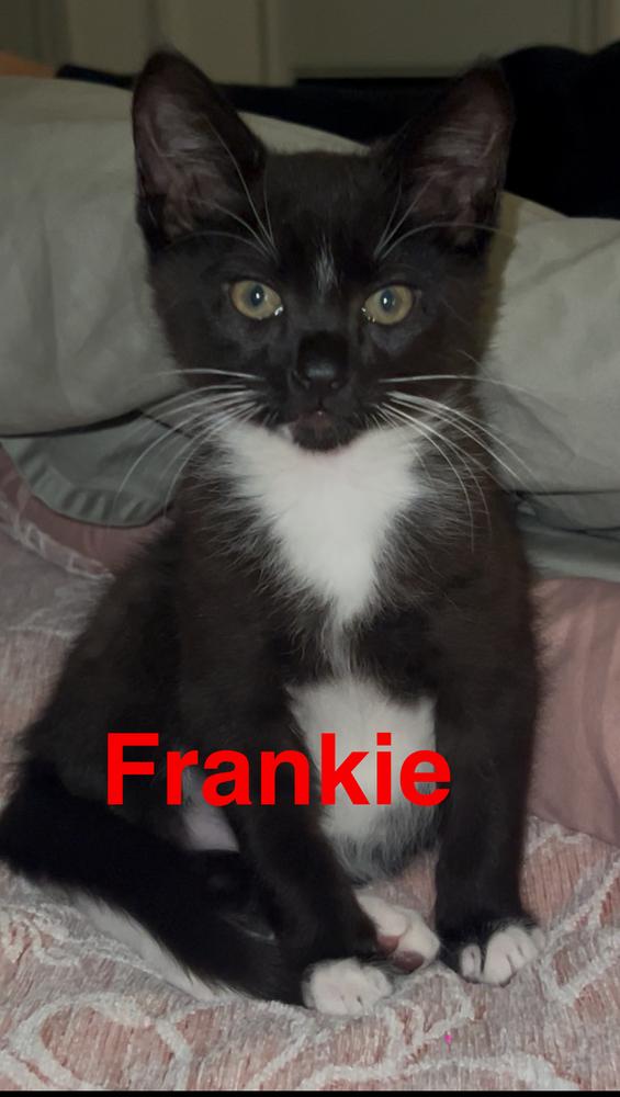 Enlarge Frankie, a Adoptable Domestic Medium Hair in Fern Park, FL image 1/1