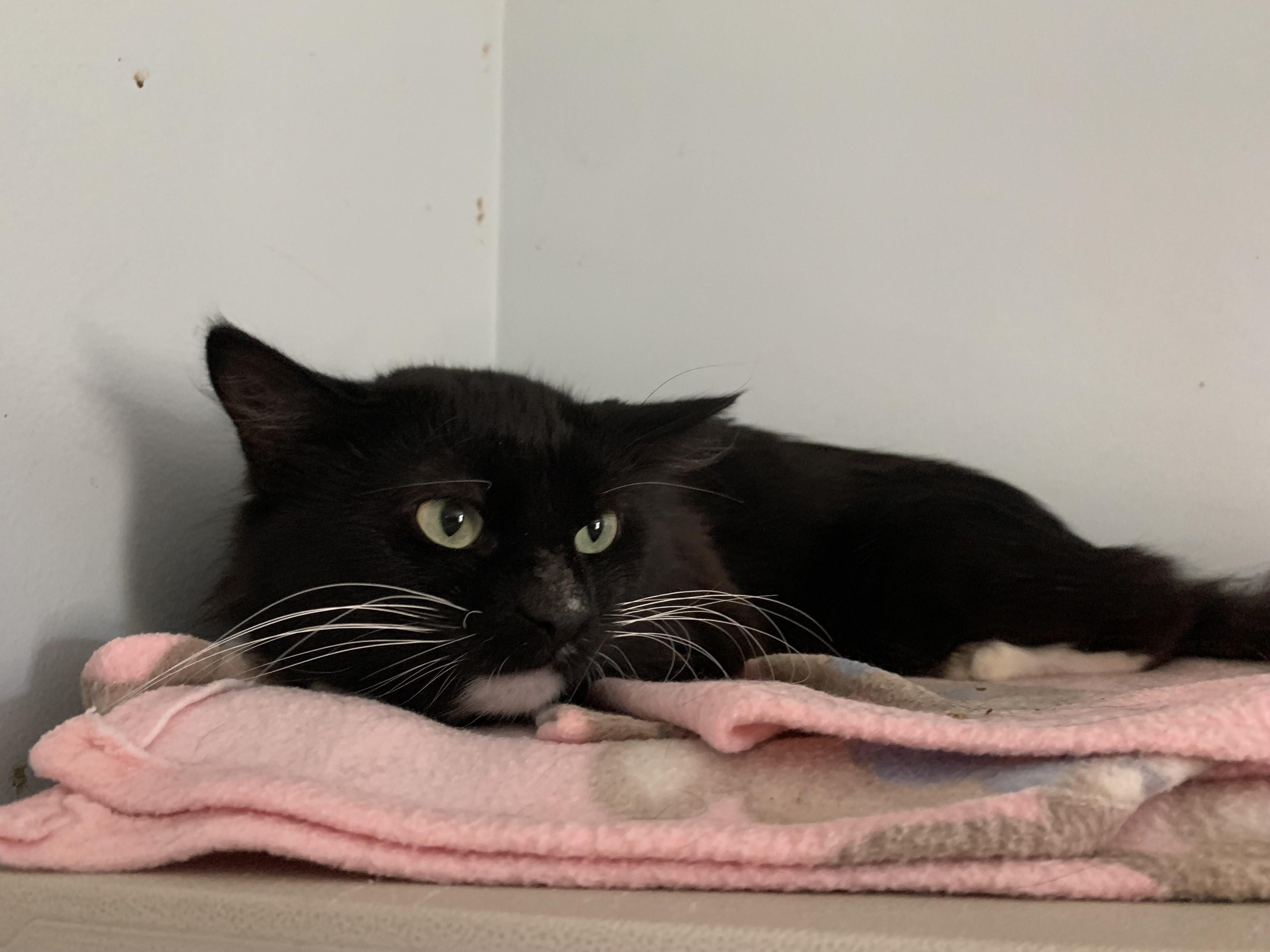 Enlarge Pistachio, a Adoptable Domestic Medium Hair in Salisbury, MA image 3/5