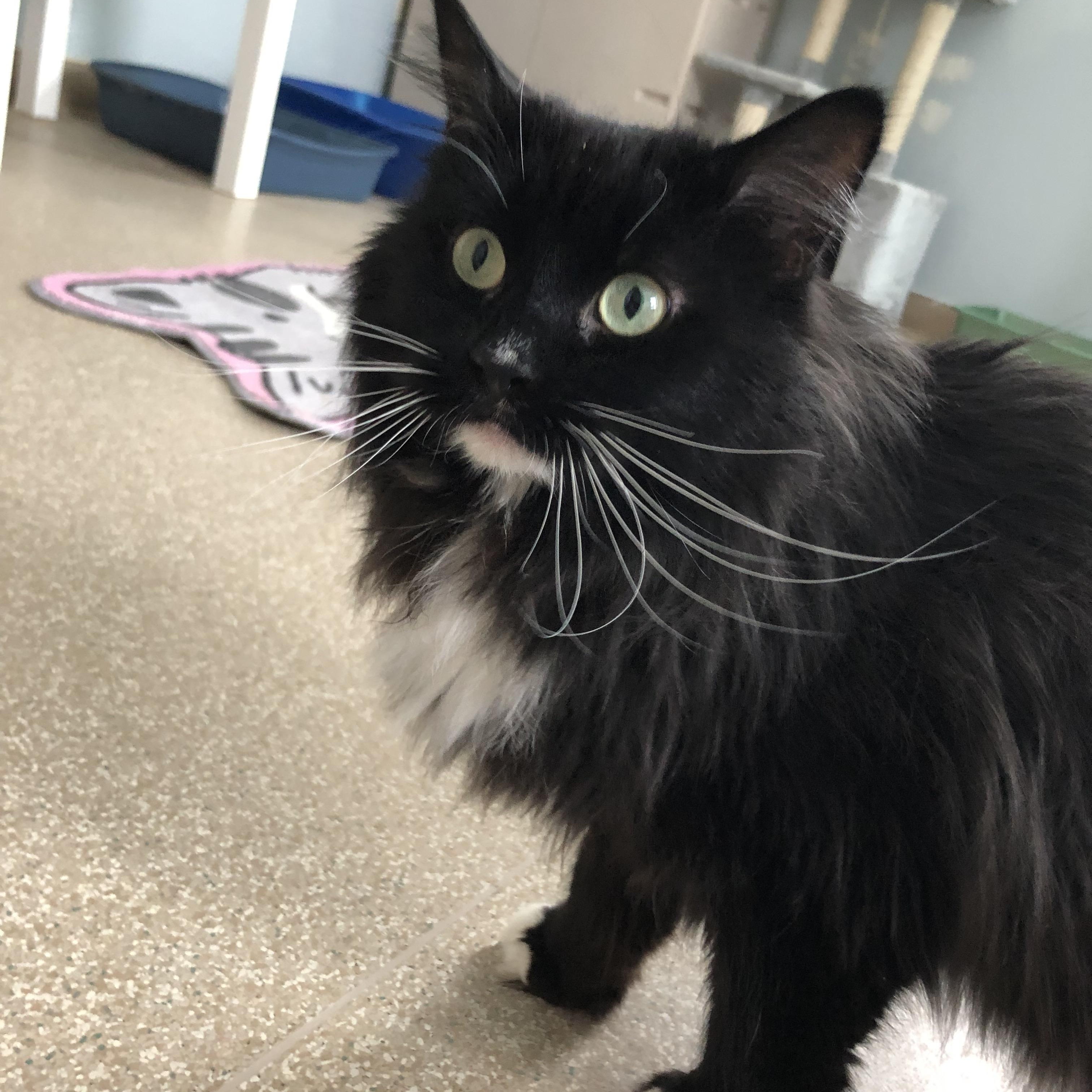 Enlarge Pistachio, an adopted Domestic Medium Hair in Salisbury, MA image 5/6