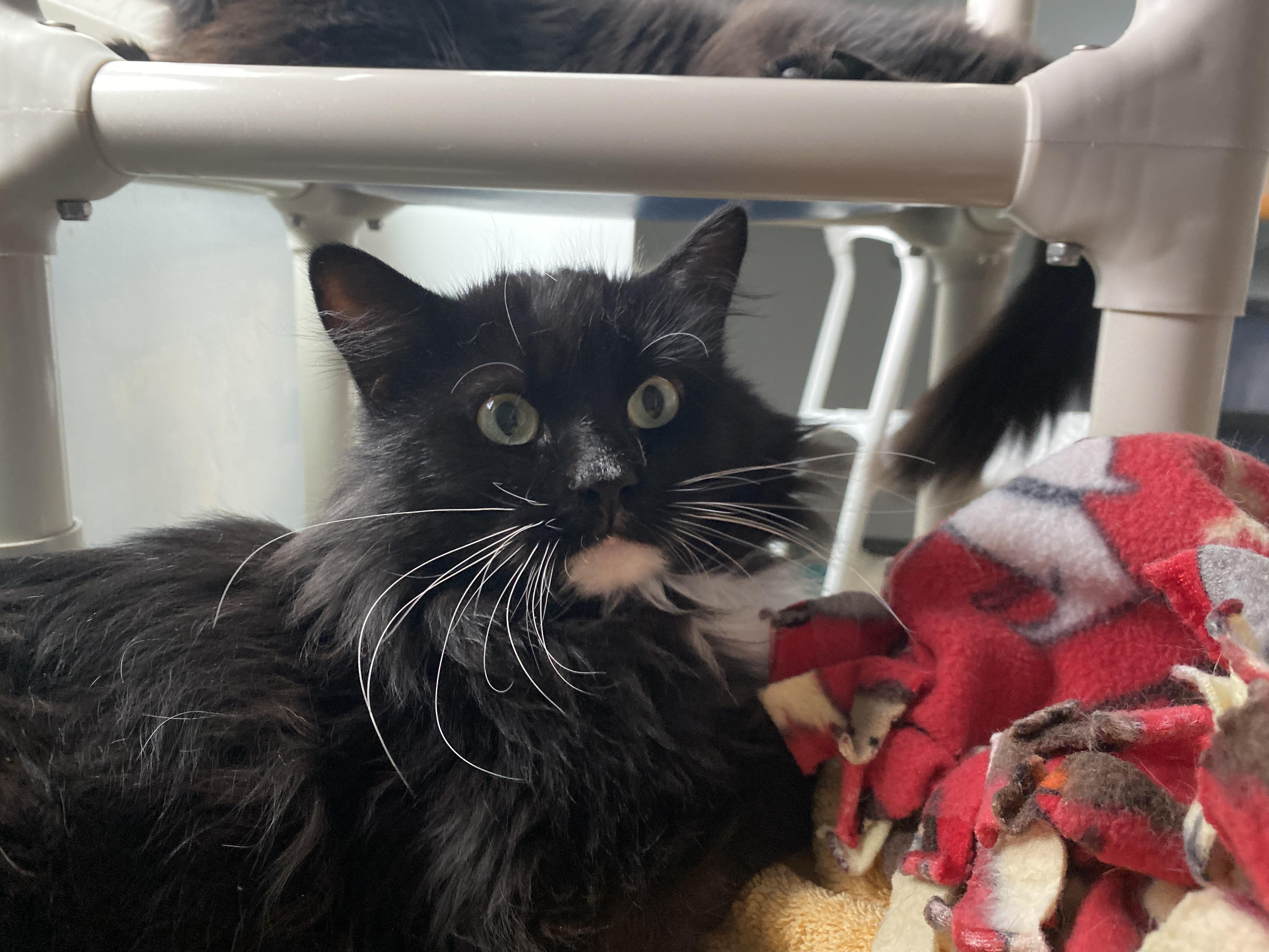 Enlarge Pistachio, a Adoptable Domestic Medium Hair in Salisbury, MA image 1/5