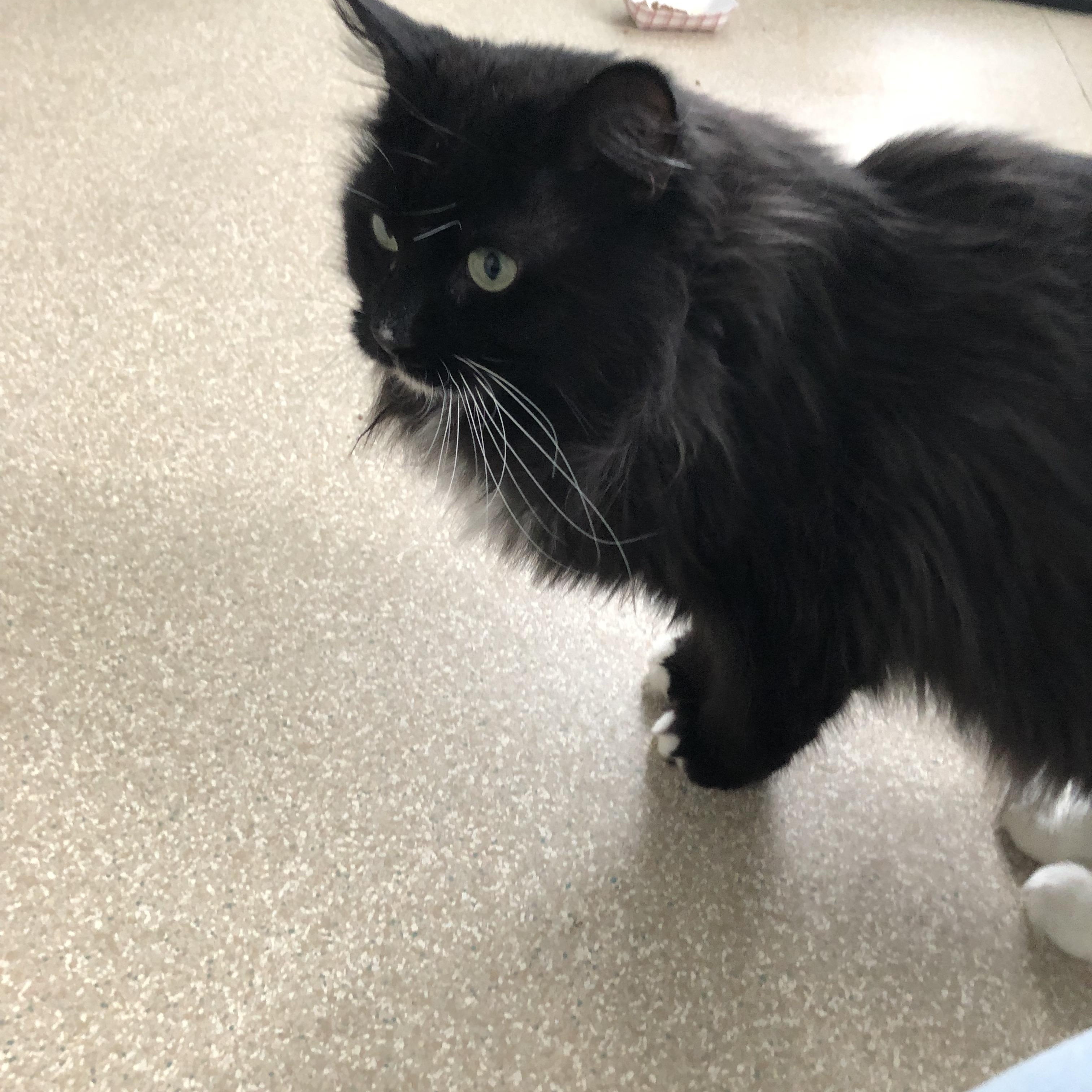 Enlarge Pistachio, an adopted Domestic Medium Hair in Salisbury, MA image 6/6