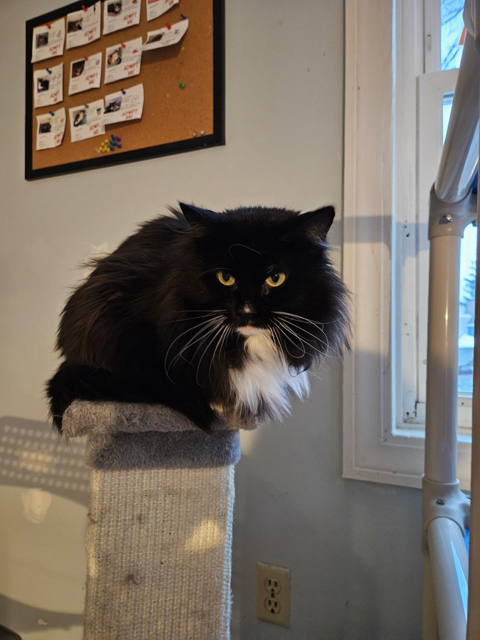 Pistachio, Adoptable, Adult Male Domestic Medium Hair.