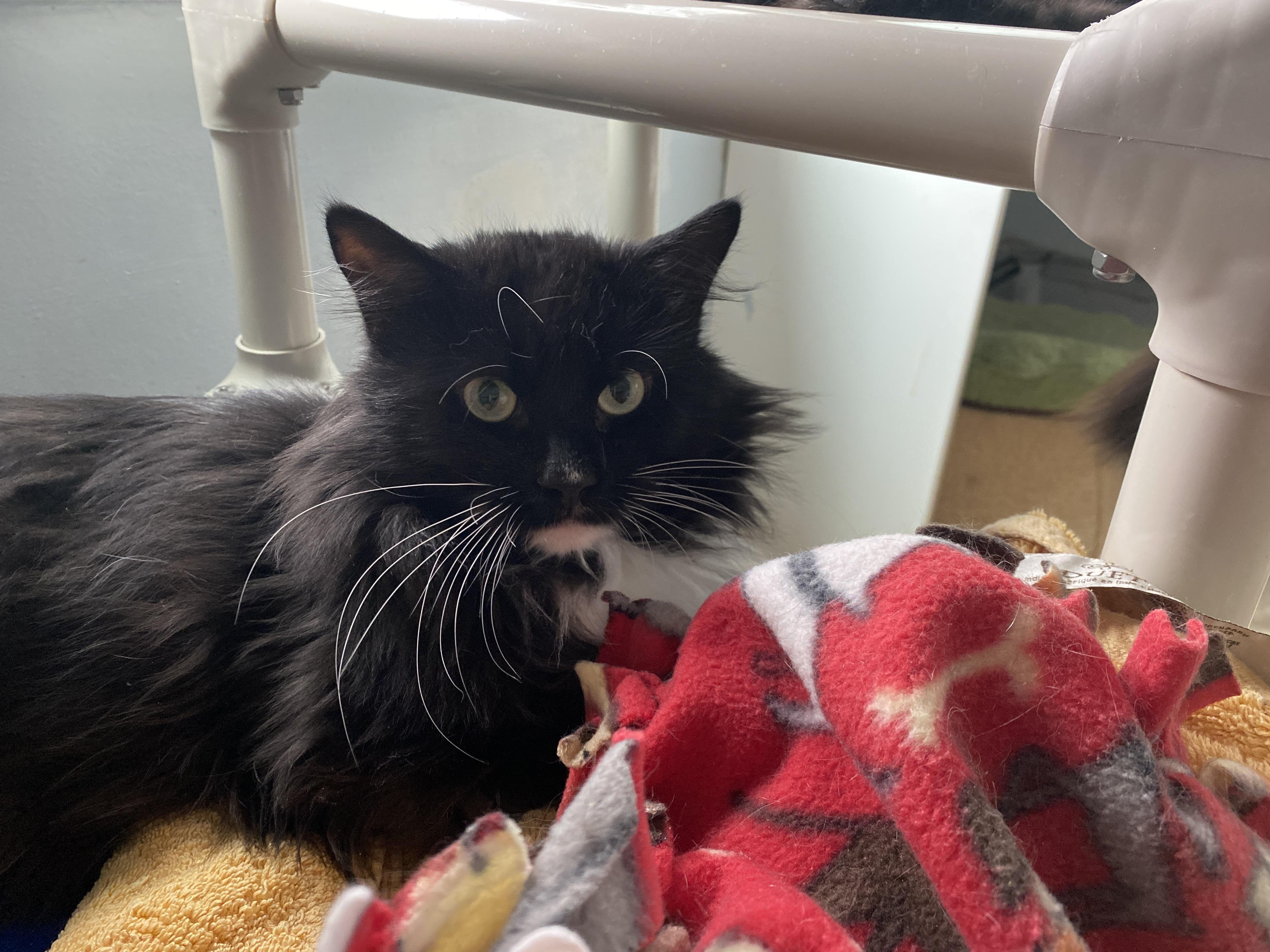 Enlarge Pistachio, a Adoptable Domestic Medium Hair in Salisbury, MA image 2/5