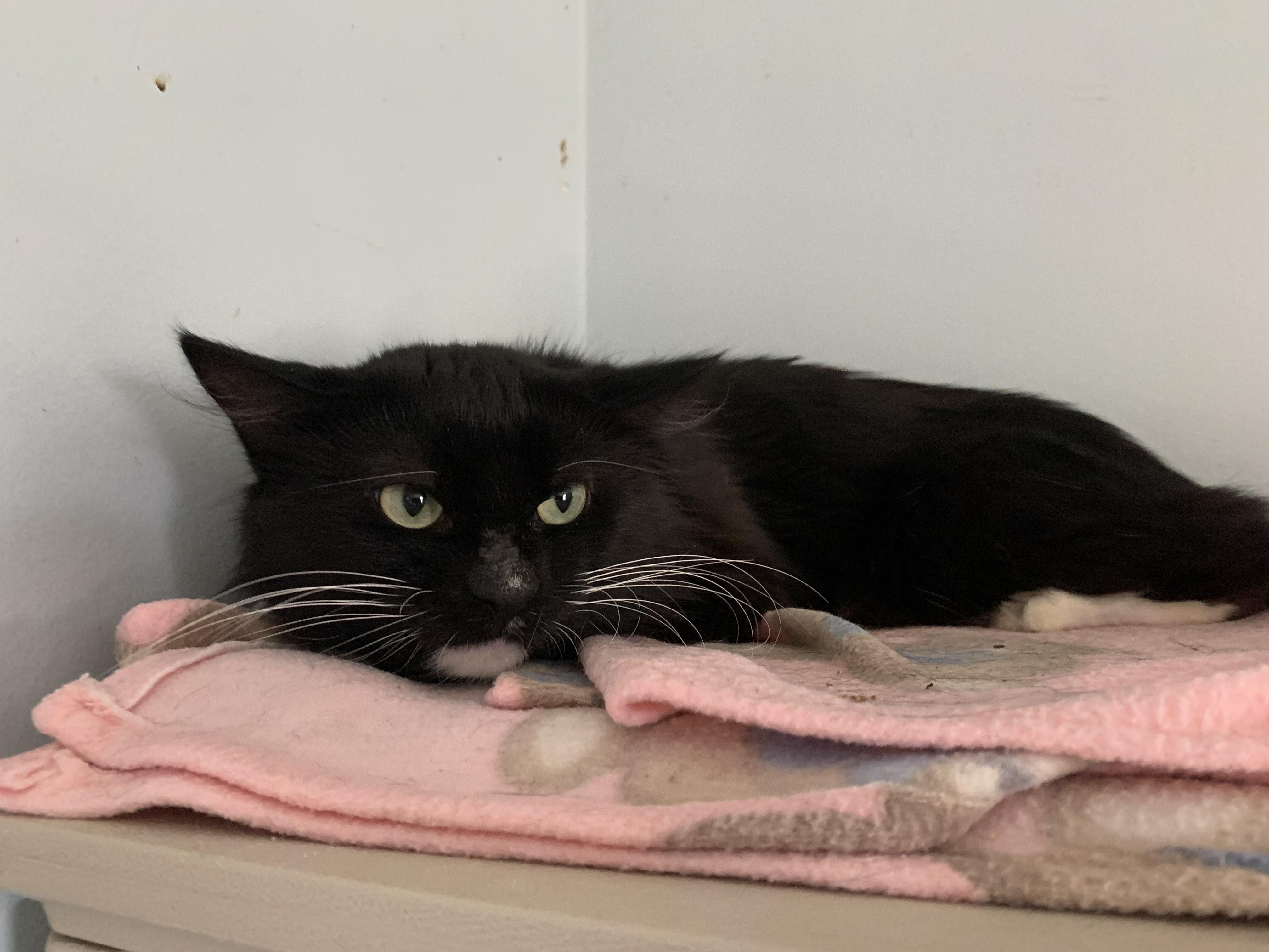 Enlarge Pistachio, a Adoptable Domestic Medium Hair in Salisbury, MA image 5/5