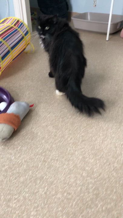 Enlarge Pistachio, an adopted Domestic Medium Hair in Salisbury, MA video 2/6