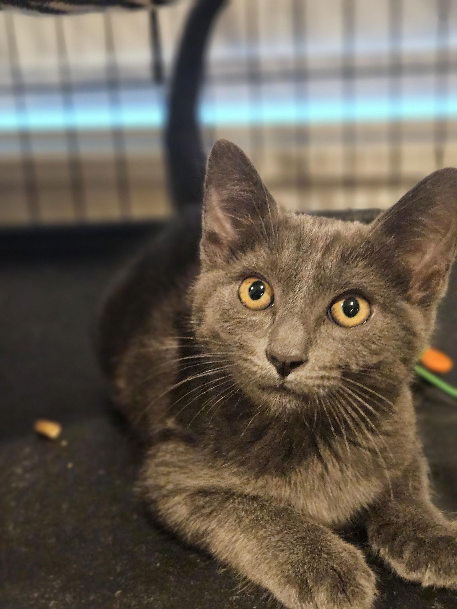 Demi, a Adopted Domestic Short Hair in Antioch, CA image 1/3