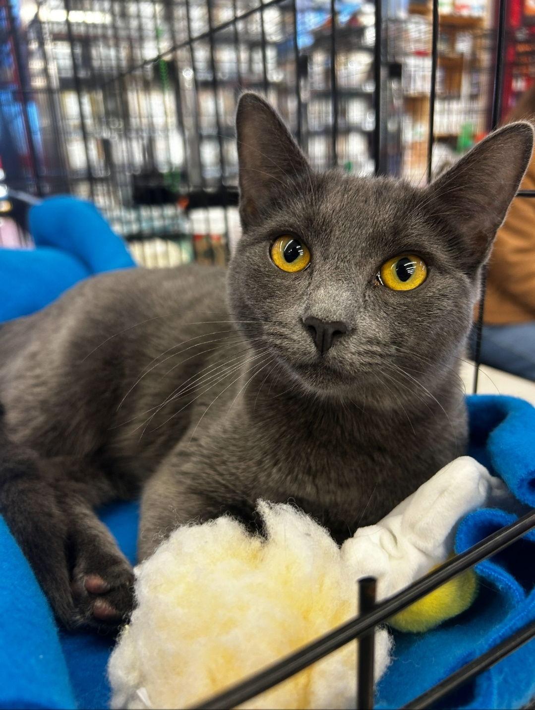 Demi, a Adopted Domestic Short Hair in Antioch, CA image 2/3