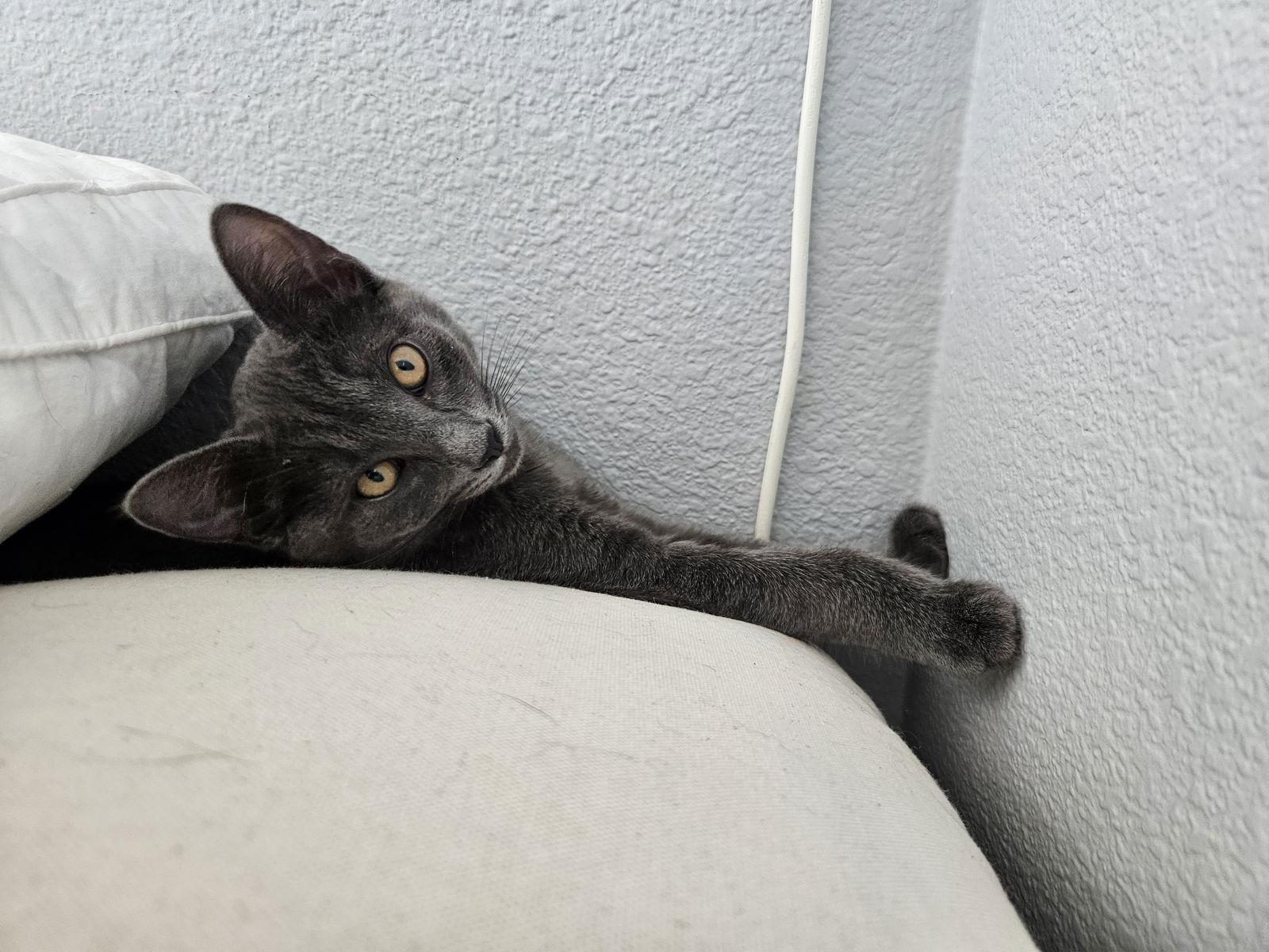 Demi, a Adopted Domestic Short Hair in Antioch, CA image 3/3