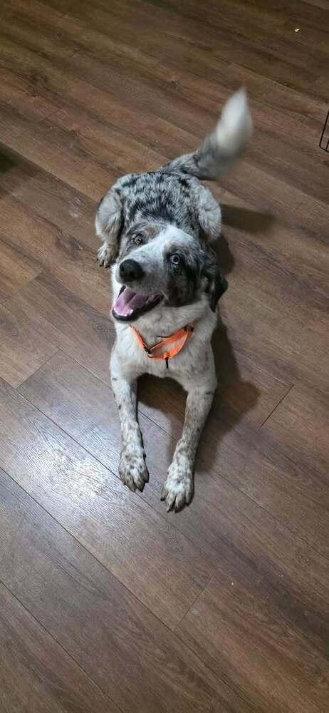 Ace TN2, Adopted, Adult Male Australian Shepherd & Australian Cattle Dog / Blue Heeler.