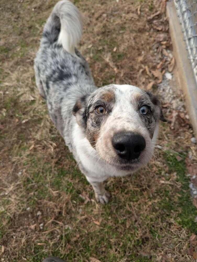 Enlarge Ace TN2, a Adopted mixed breed in Ontario, CA image 2/2