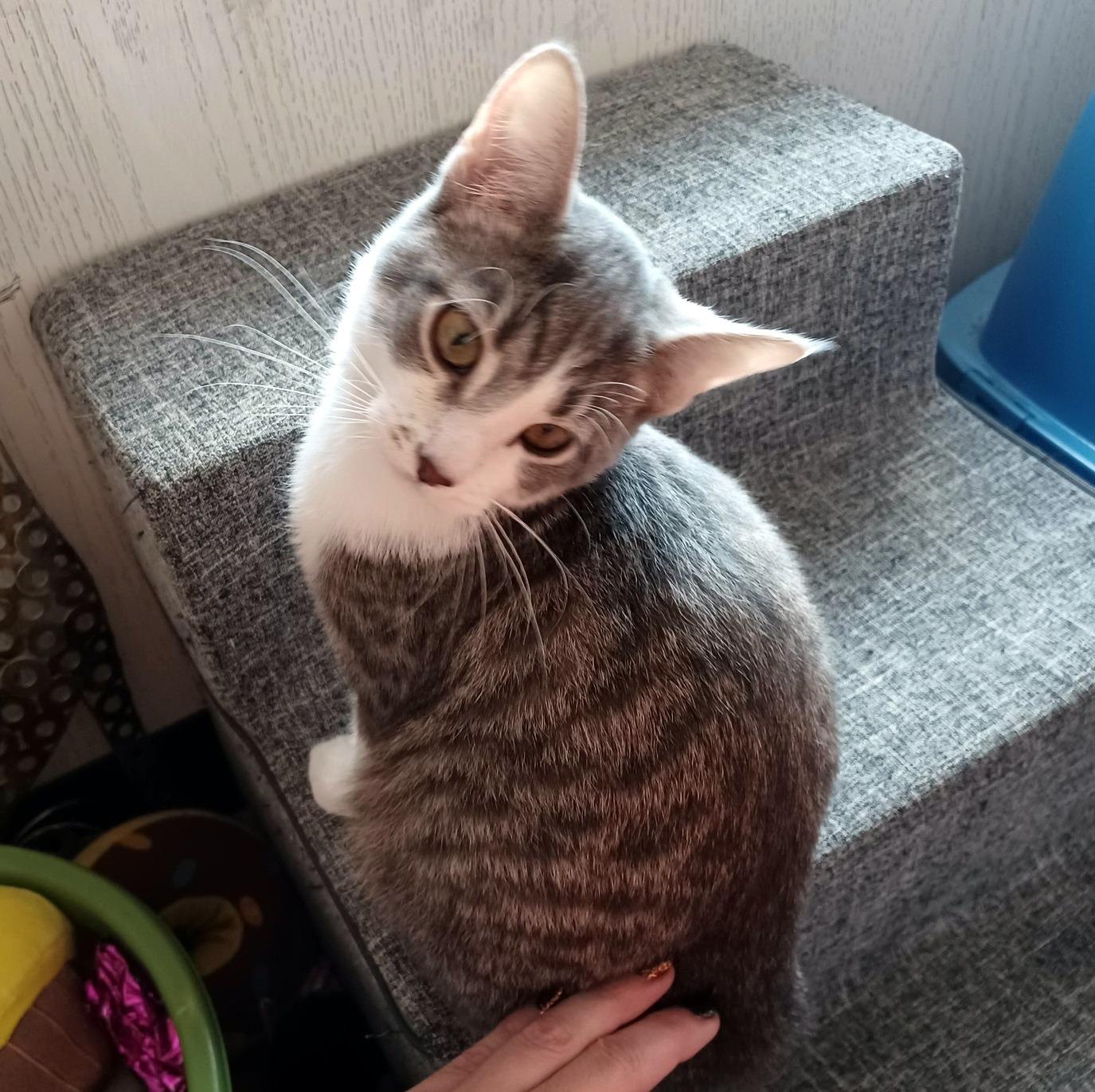 Enlarge Helen, a ADOPTABLE Domestic Short Hair in Pittsburgh, PA image 6/6