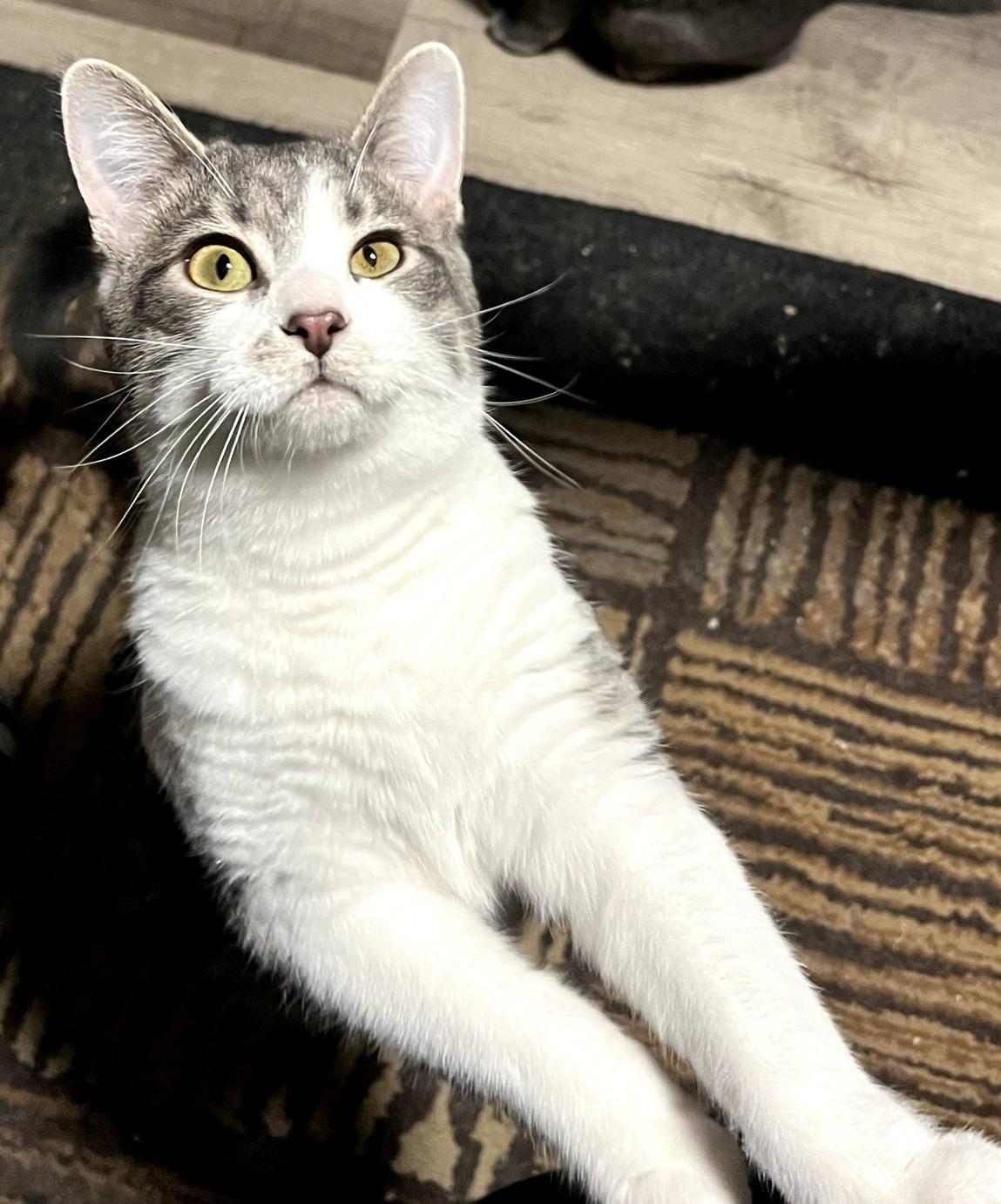 Enlarge Helen, a ADOPTABLE Domestic Short Hair in Pittsburgh, PA image 2/6