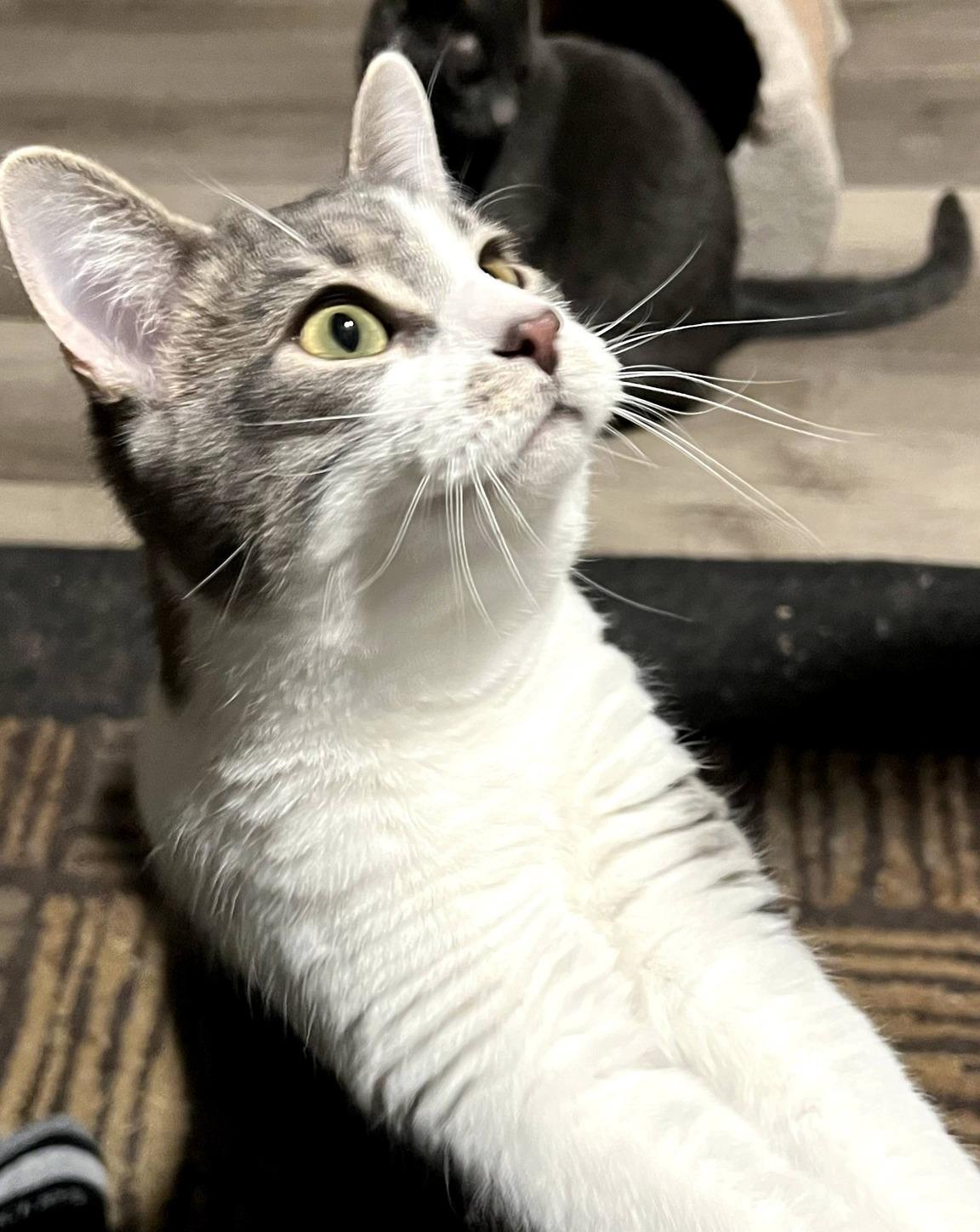 Enlarge Helen, a ADOPTABLE Domestic Short Hair in Pittsburgh, PA image 5/6