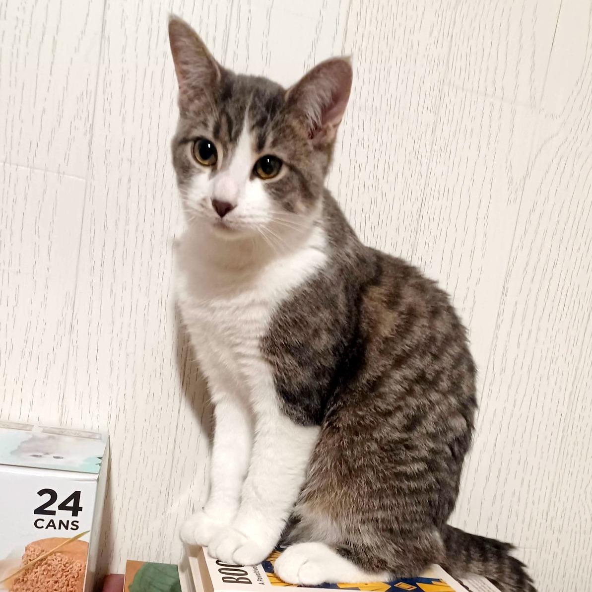 Enlarge Helen, a ADOPTABLE Domestic Short Hair in Pittsburgh, PA image 3/6