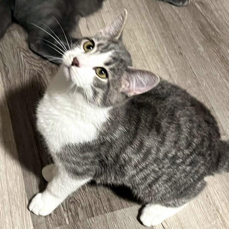 Enlarge Helen, a ADOPTABLE Domestic Short Hair in Pittsburgh, PA image 4/6