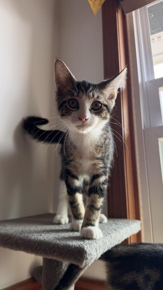 Louise, Adoptable, Kitten Female Domestic Short Hair.