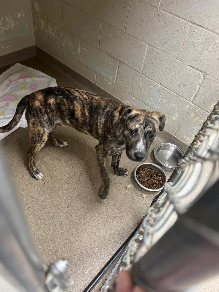 Jackson, Adoptable, Young Male Terrier.