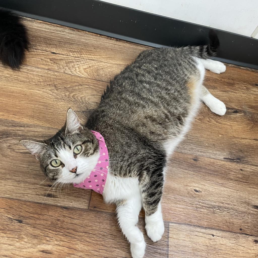 Katie, a Adoptable Domestic Short Hair in Lucedale, MS image 1/6