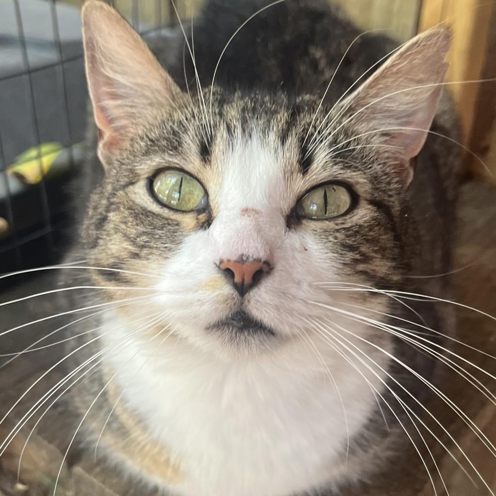 Katie, a Adoptable Domestic Short Hair in Lucedale, MS image 3/6