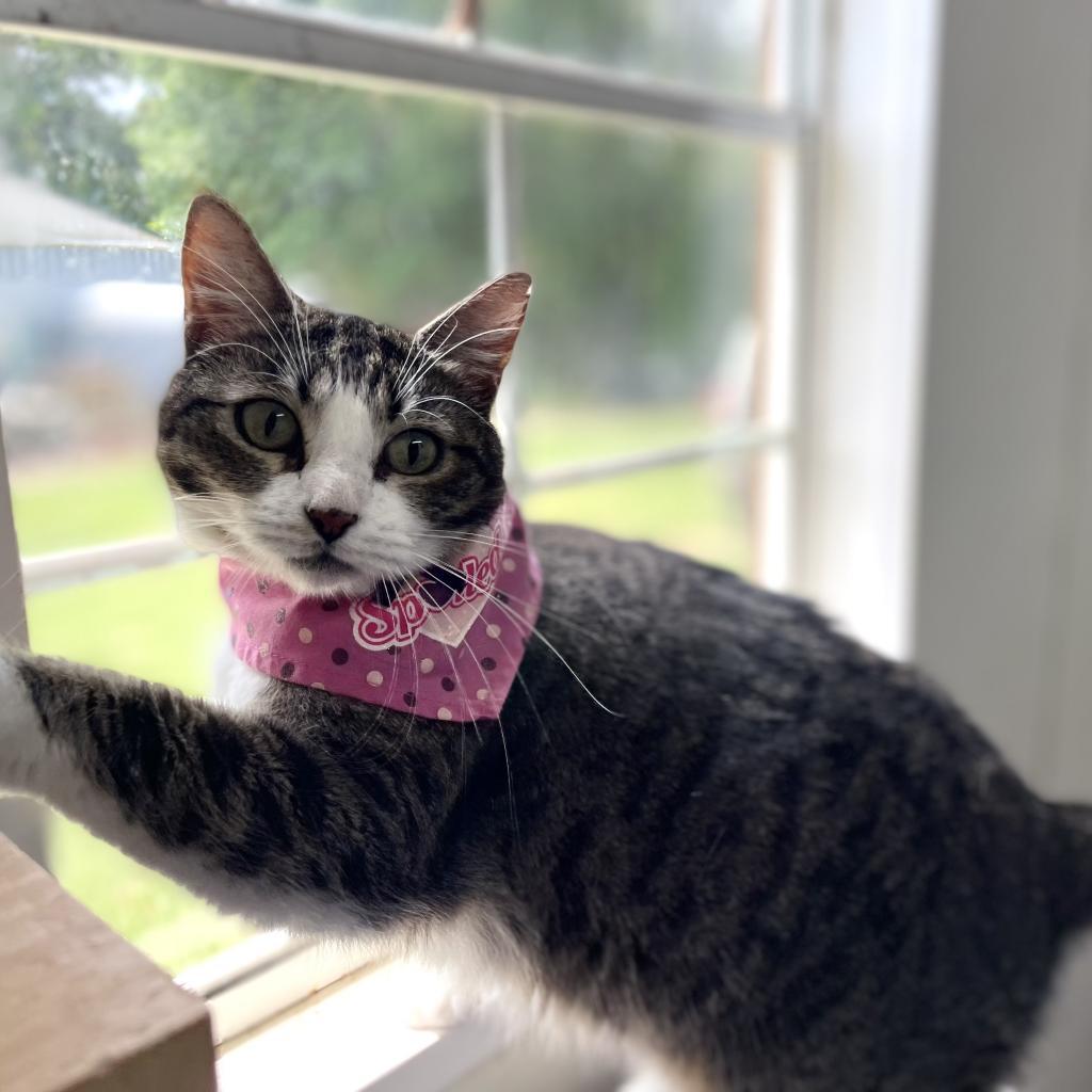 Katie, a Adoptable Domestic Short Hair in Lucedale, MS image 4/6