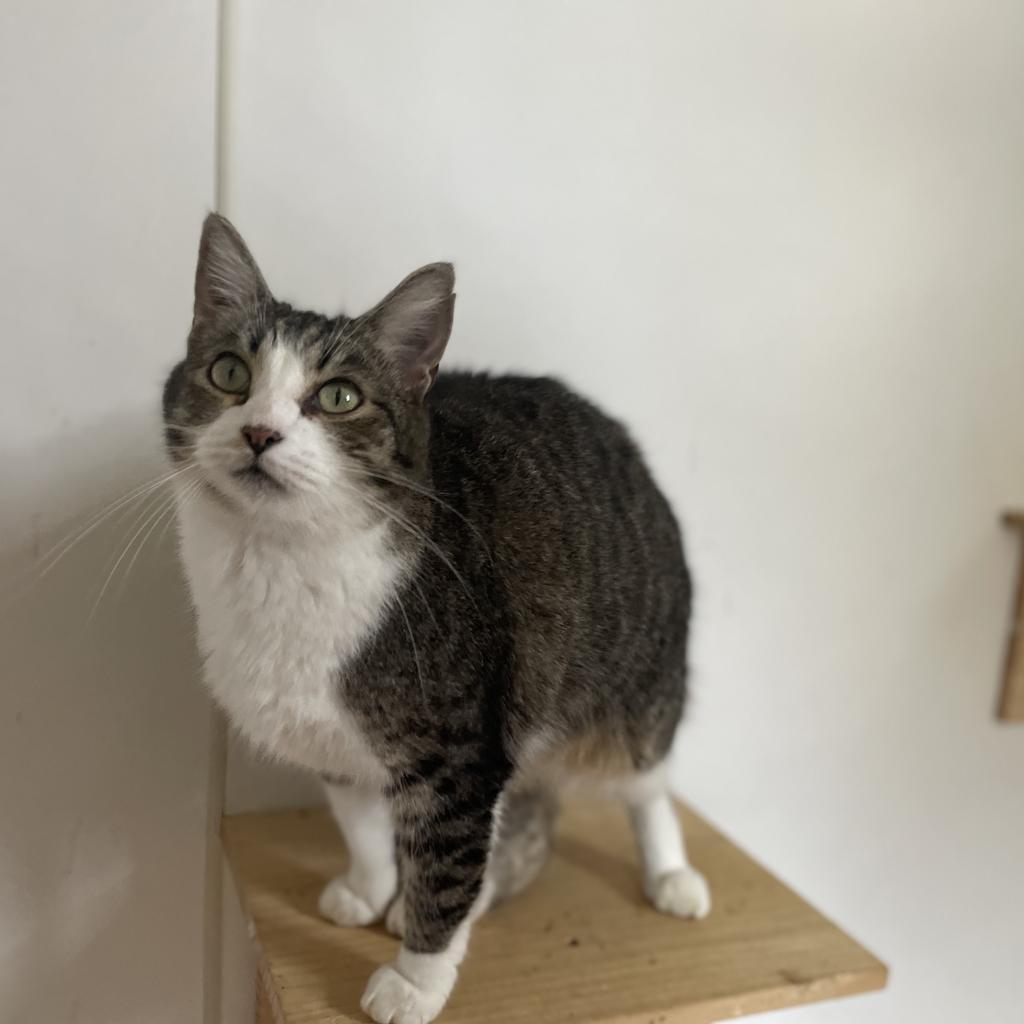 Katie, a Adoptable Domestic Short Hair in Lucedale, MS image 5/6