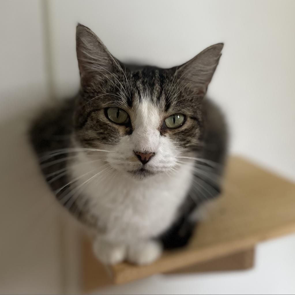 Katie, a Adoptable Domestic Short Hair in Lucedale, MS image 6/6