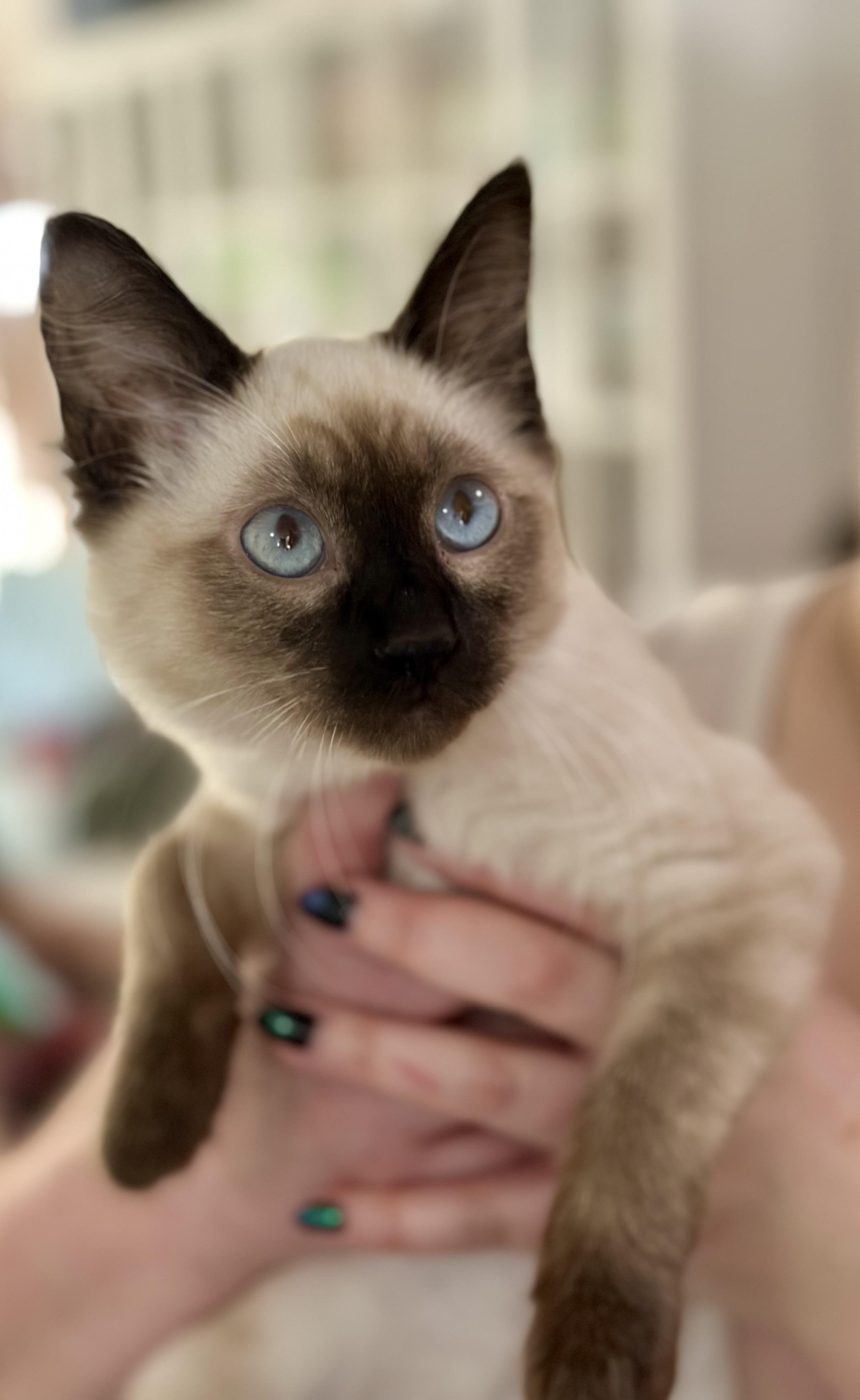 Enlarge Fozzy Bear (Miss Piggy), a Adoptable Siamese in Davis, CA image 1/2