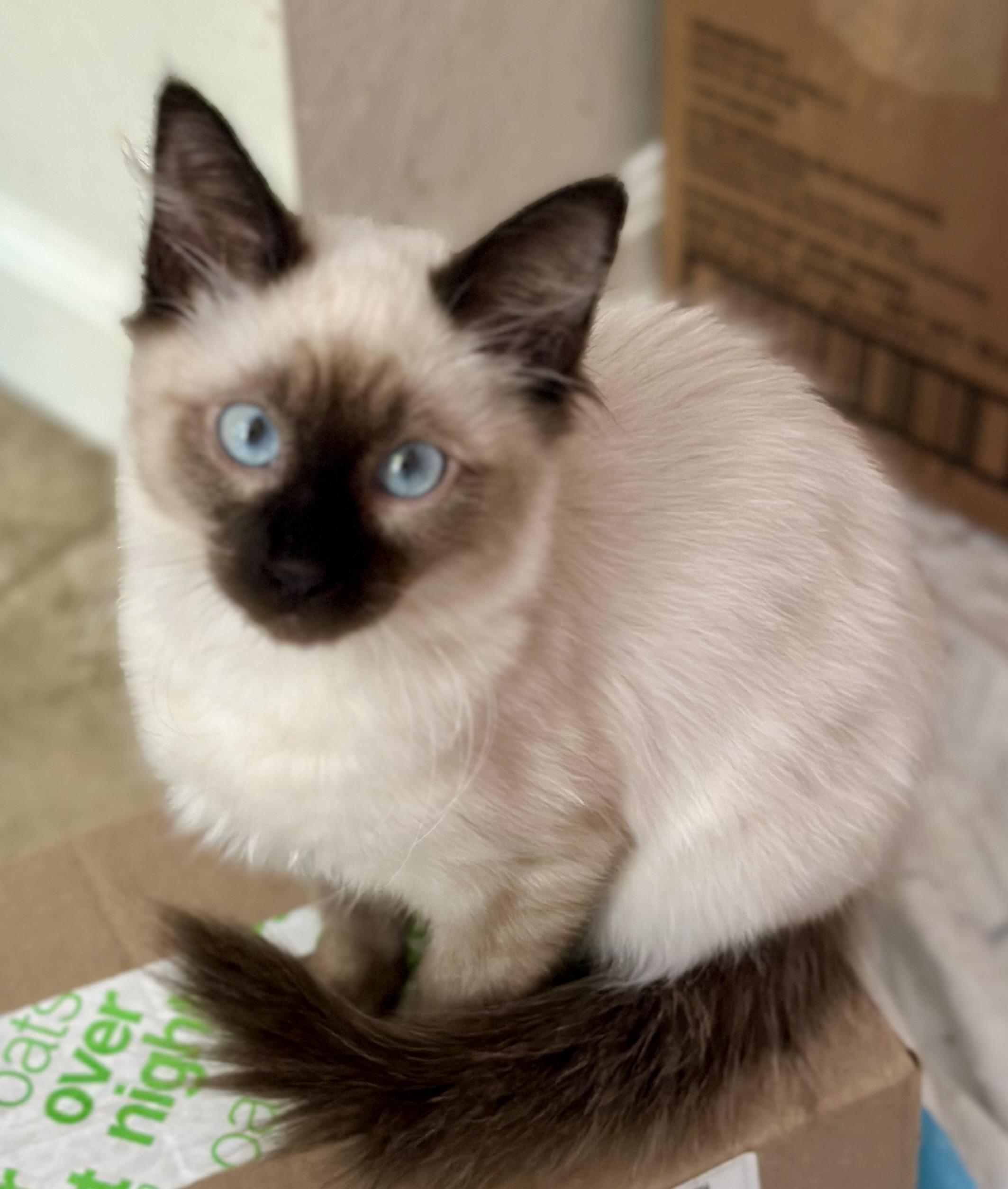 Enlarge Fozzy Bear (Miss Piggy), a Adoptable Siamese in Davis, CA image 2/2