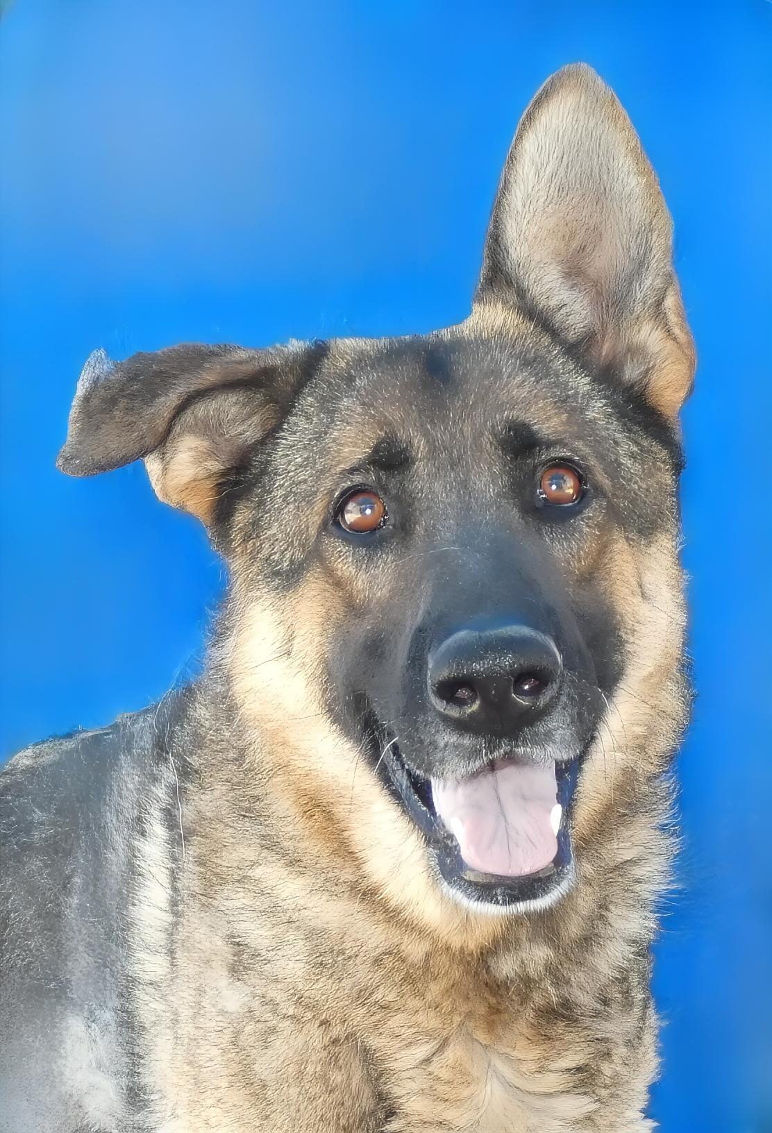 SAM, Adoptable, Adult Female German Shepherd Dog.