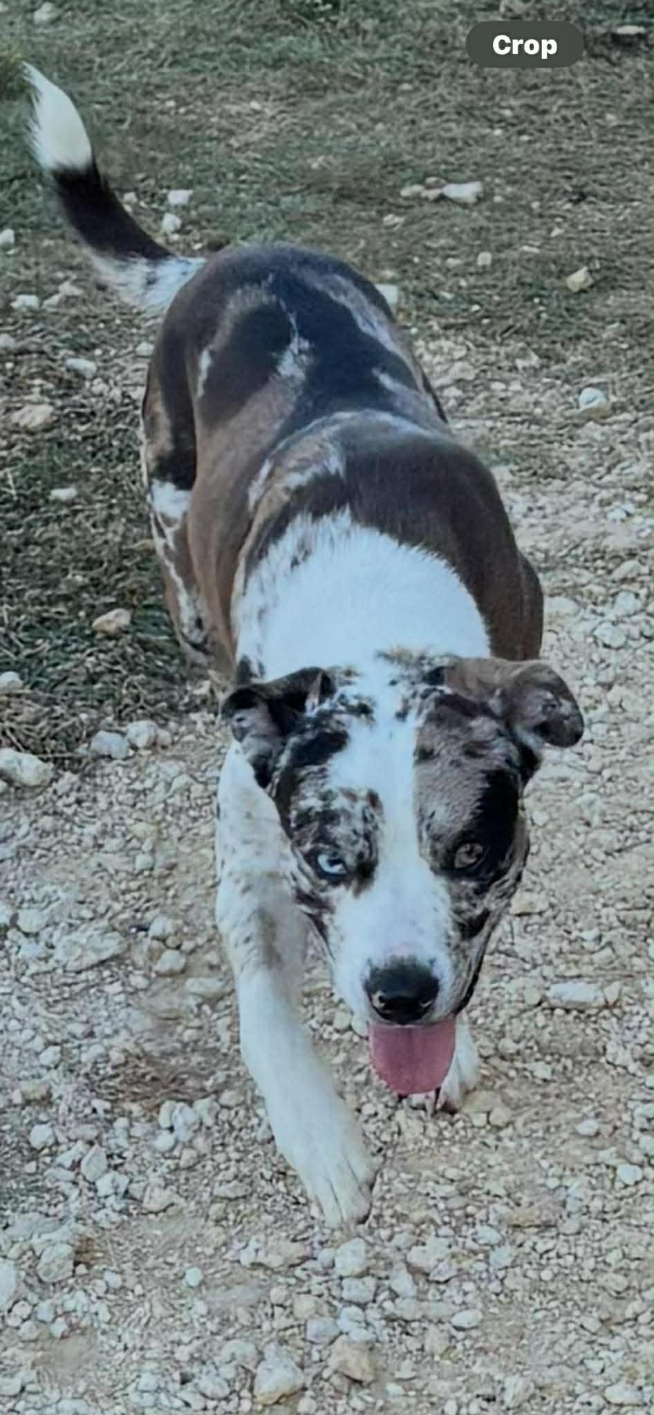Sawyer , Adoptable, Adult Male Catahoula Leopard Dog.