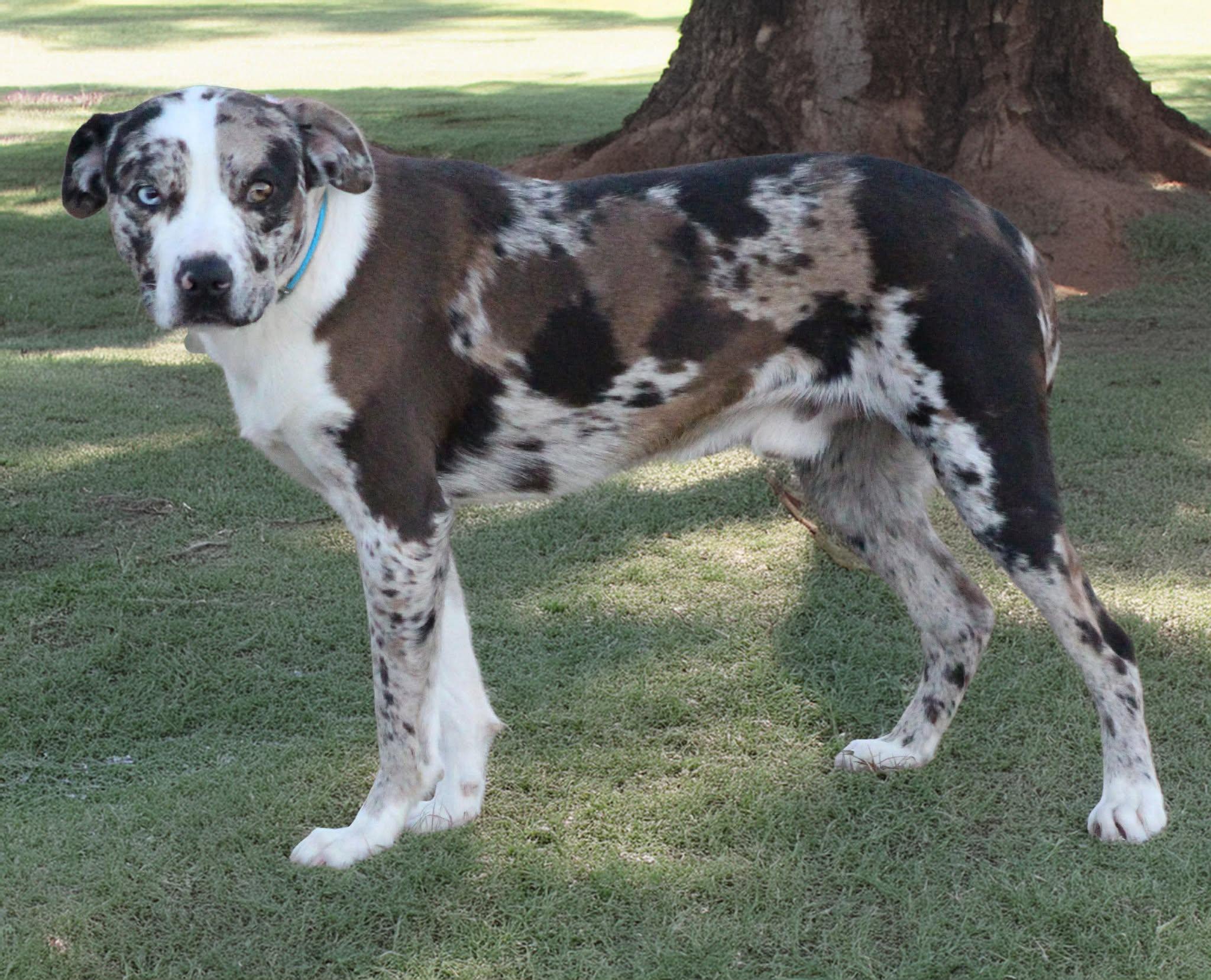 Enlarge Sawyer , a Adoptable mixed breed in Elkhorn, WI image 2/2