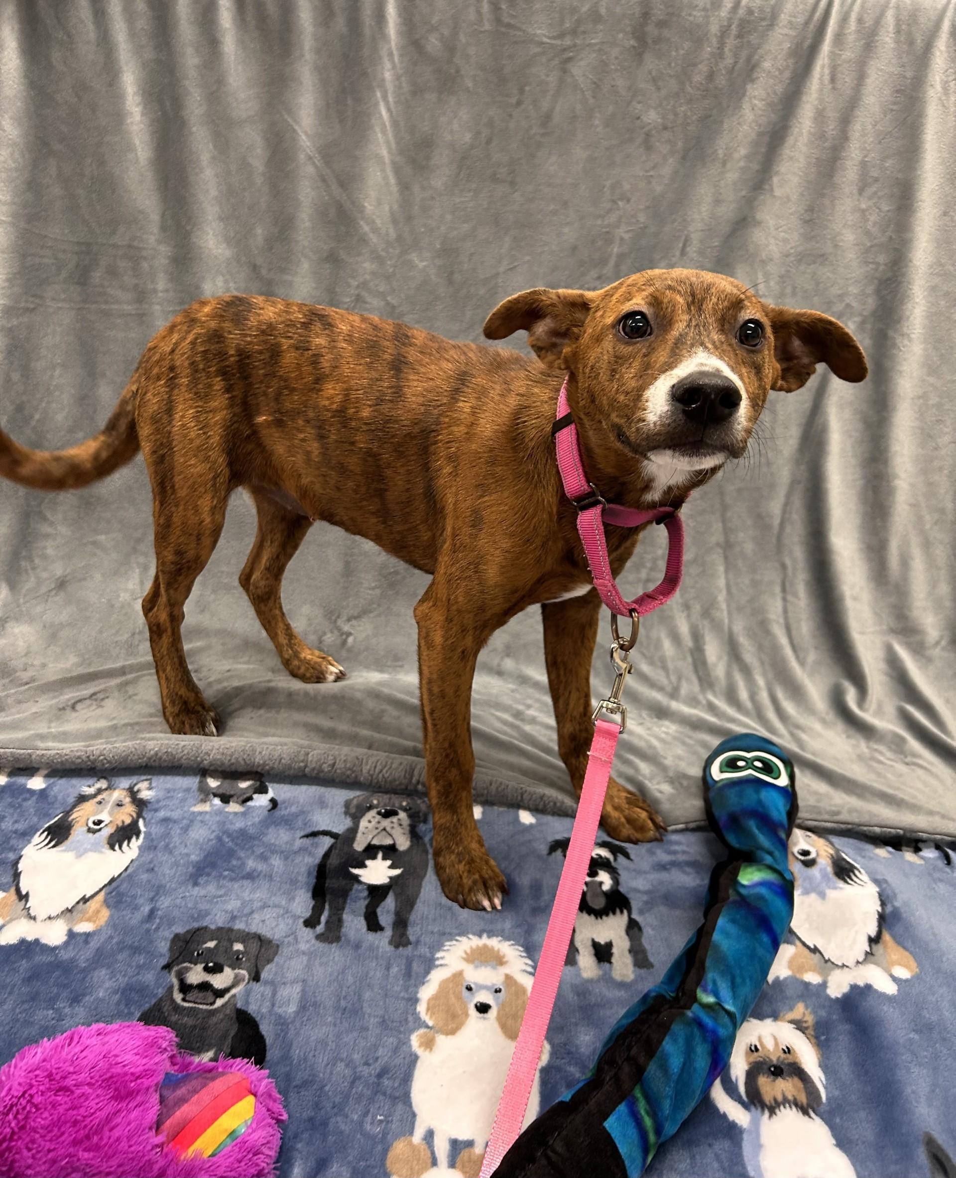 Scales, a ADOPTABLE mixed breed in Shepherdsville, KY image 3/5
