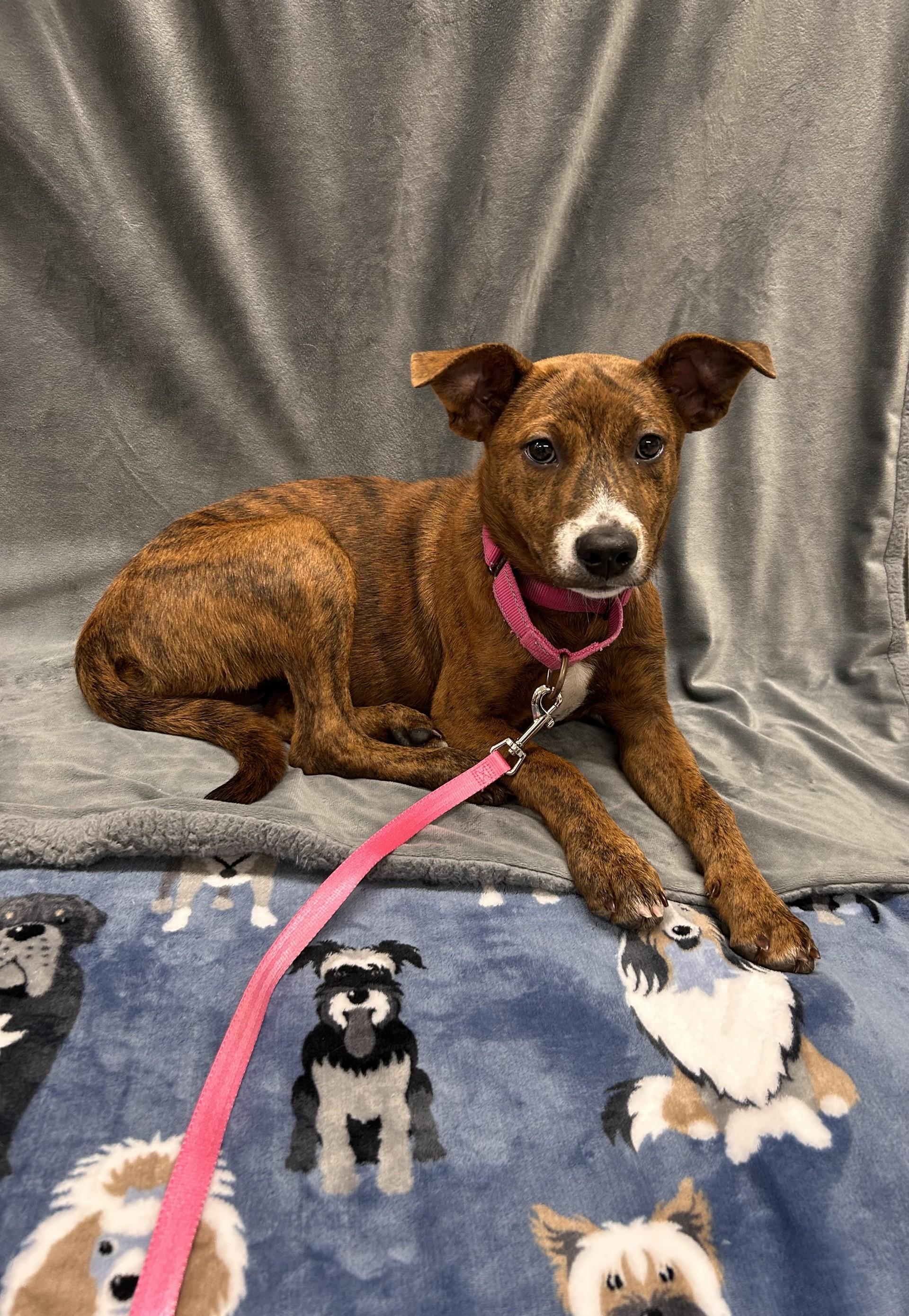 Scales, a ADOPTABLE mixed breed in Shepherdsville, KY image 4/5