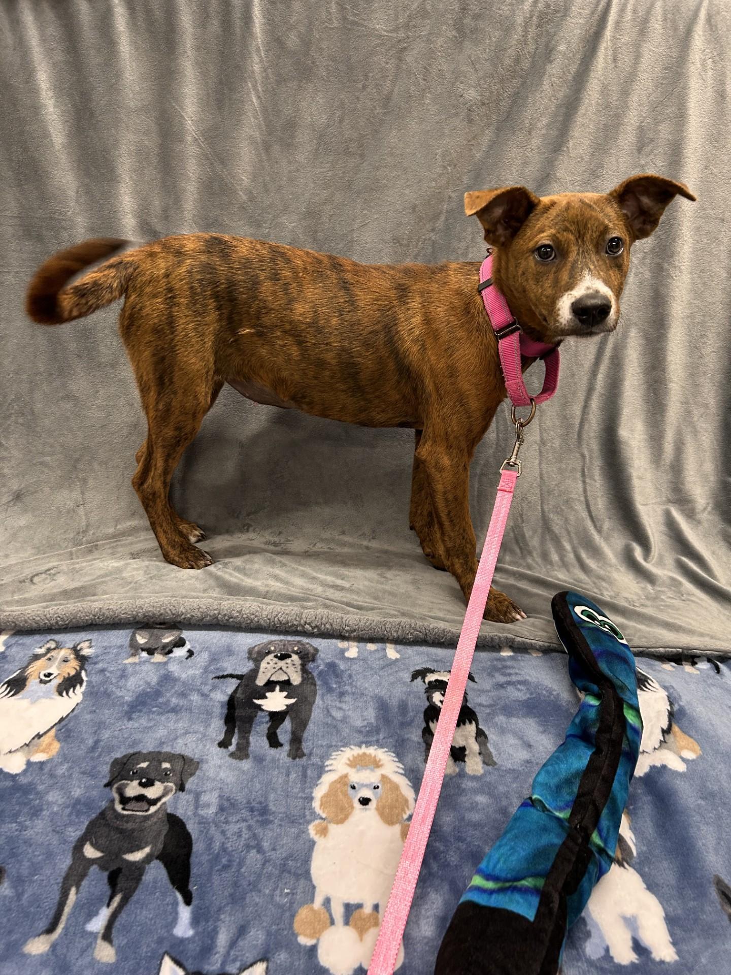 Scales, a ADOPTABLE mixed breed in Shepherdsville, KY image 5/5