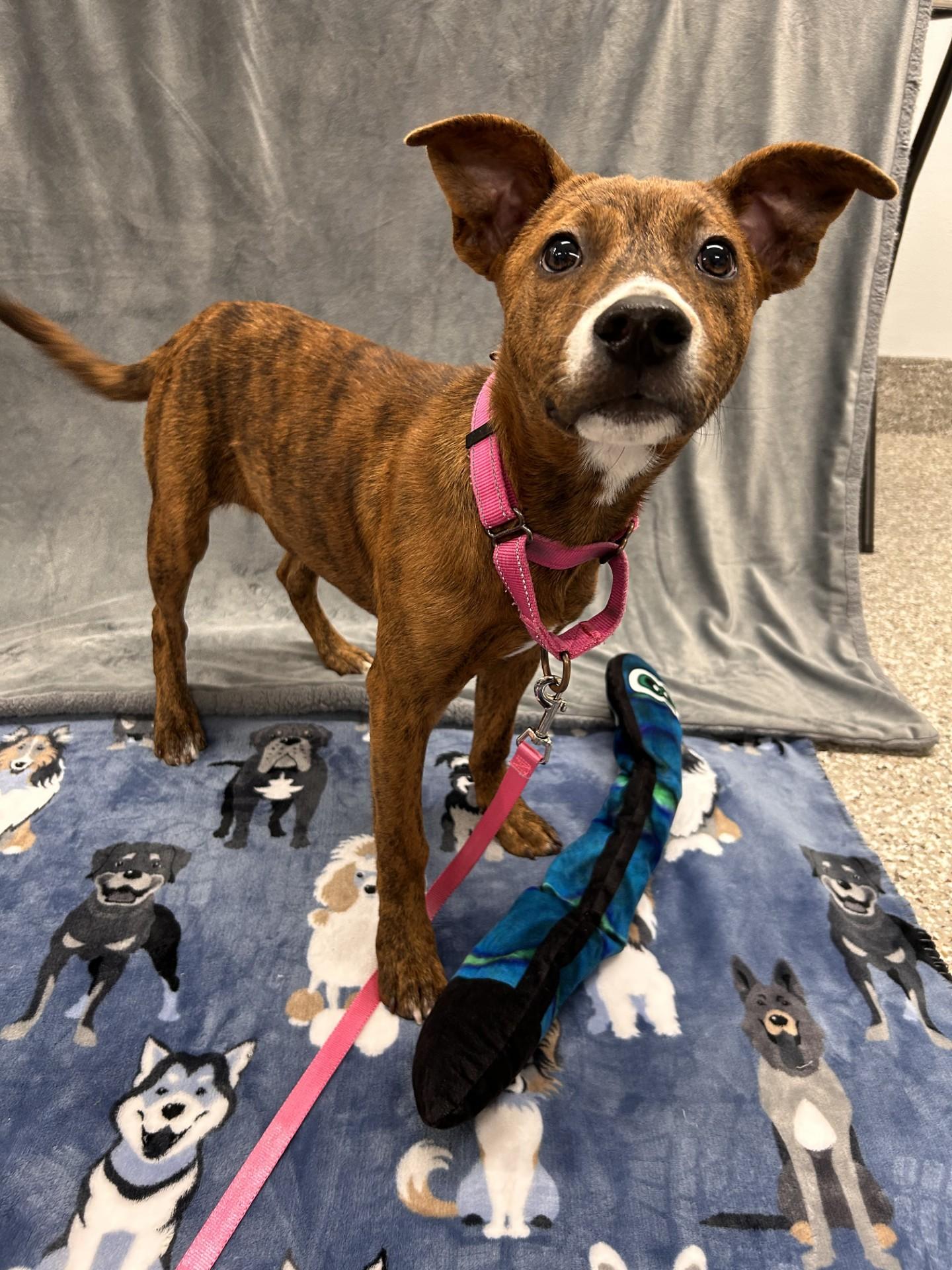 Scales, a ADOPTABLE mixed breed in Shepherdsville, KY image 2/5