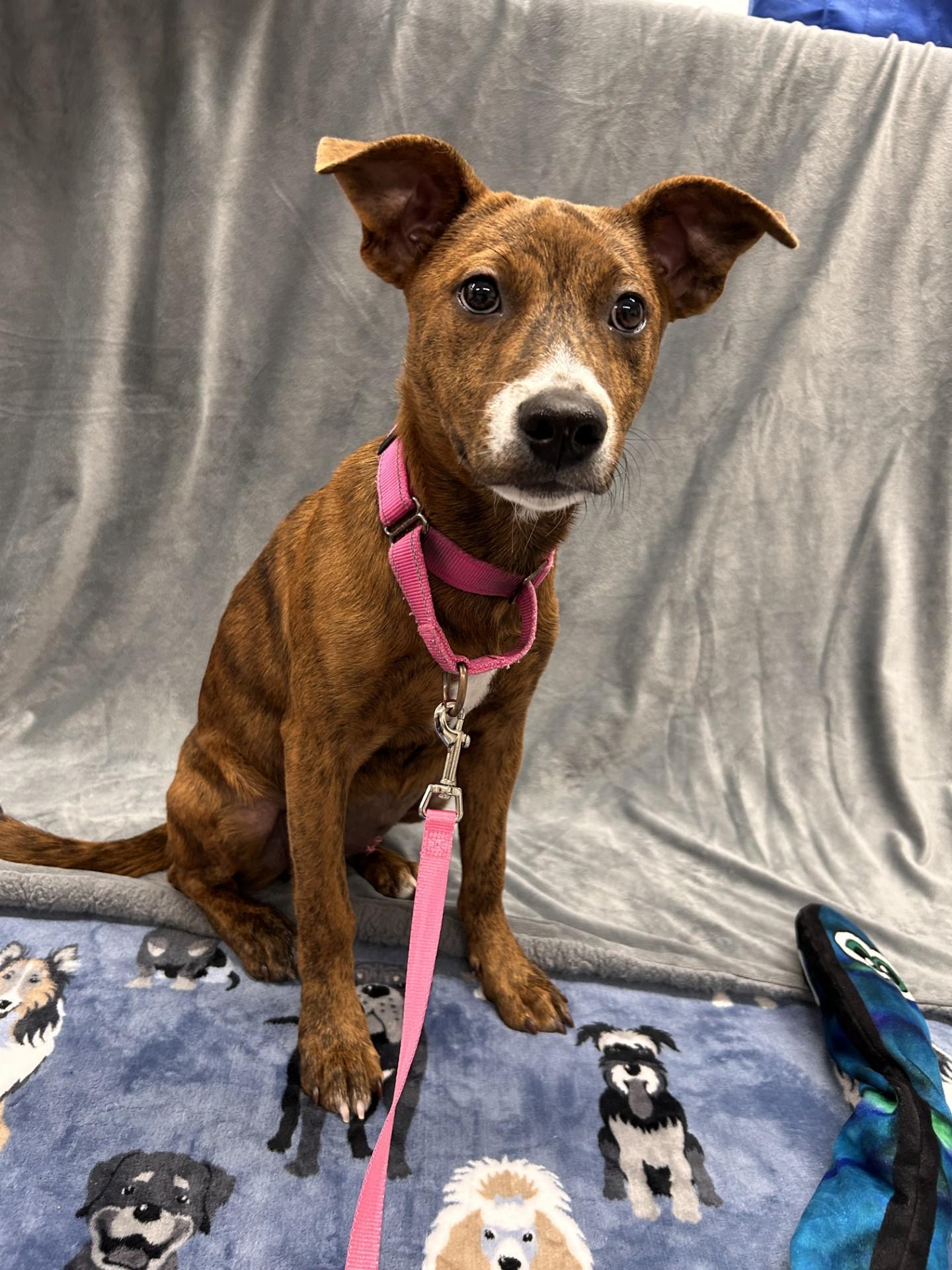 Scales, a ADOPTABLE mixed breed in Shepherdsville, KY image 1/5