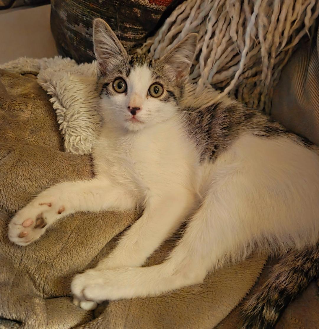 Lilly, a Adoptable Domestic Short Hair in Oceanside, CA image 2/6