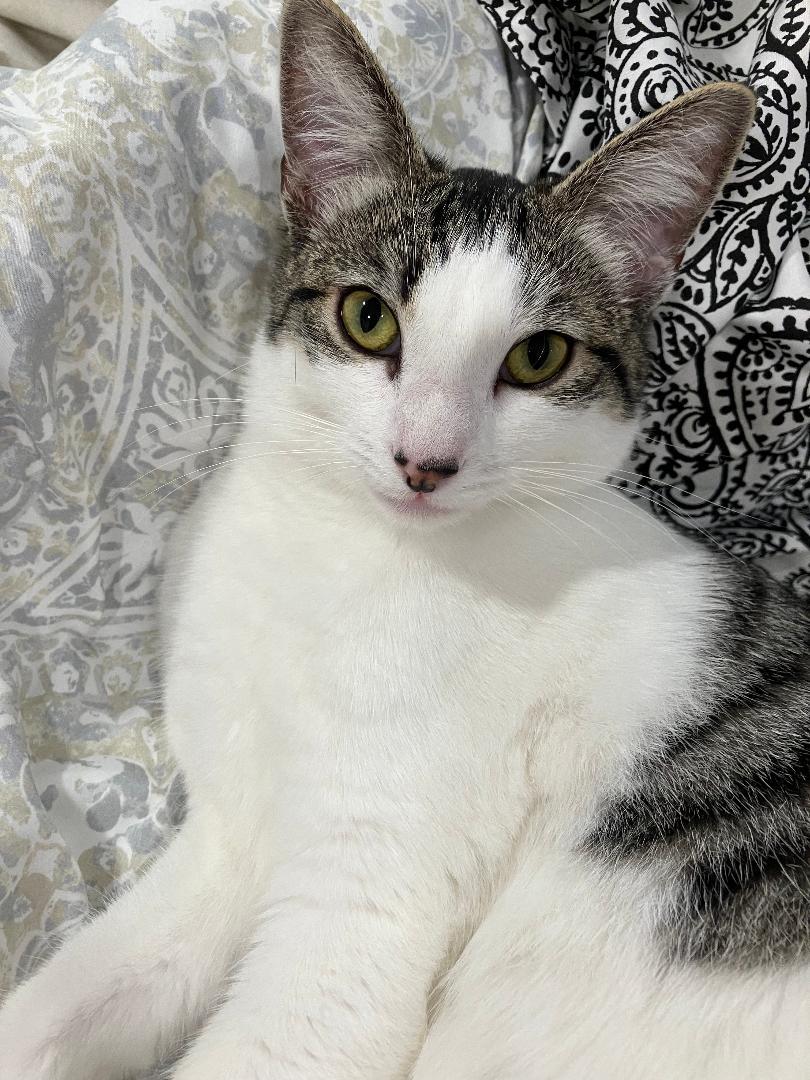 Enlarge Lilly, a Adoptable Domestic Short Hair in Oceanside, CA image 4/6