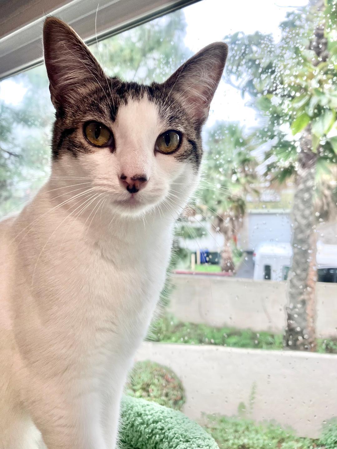 Enlarge Lilly, a Adoptable Domestic Short Hair in Oceanside, CA image 1/6