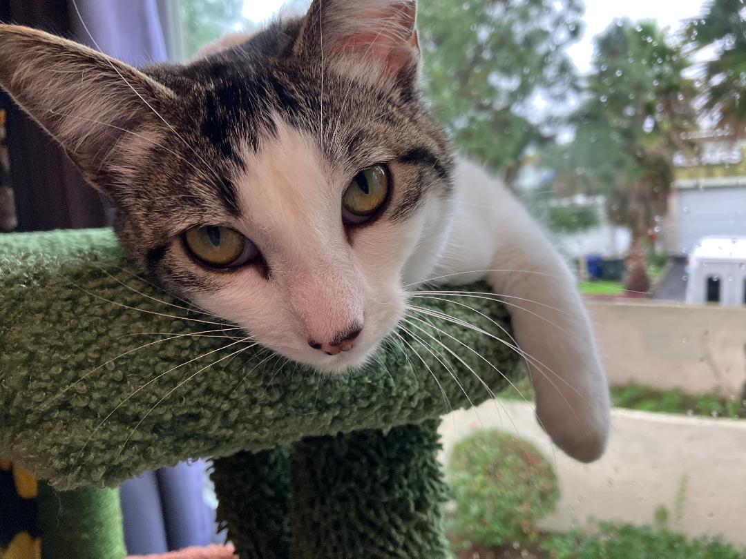 Enlarge Lilly, a Adoptable Domestic Short Hair in Oceanside, CA image 2/6