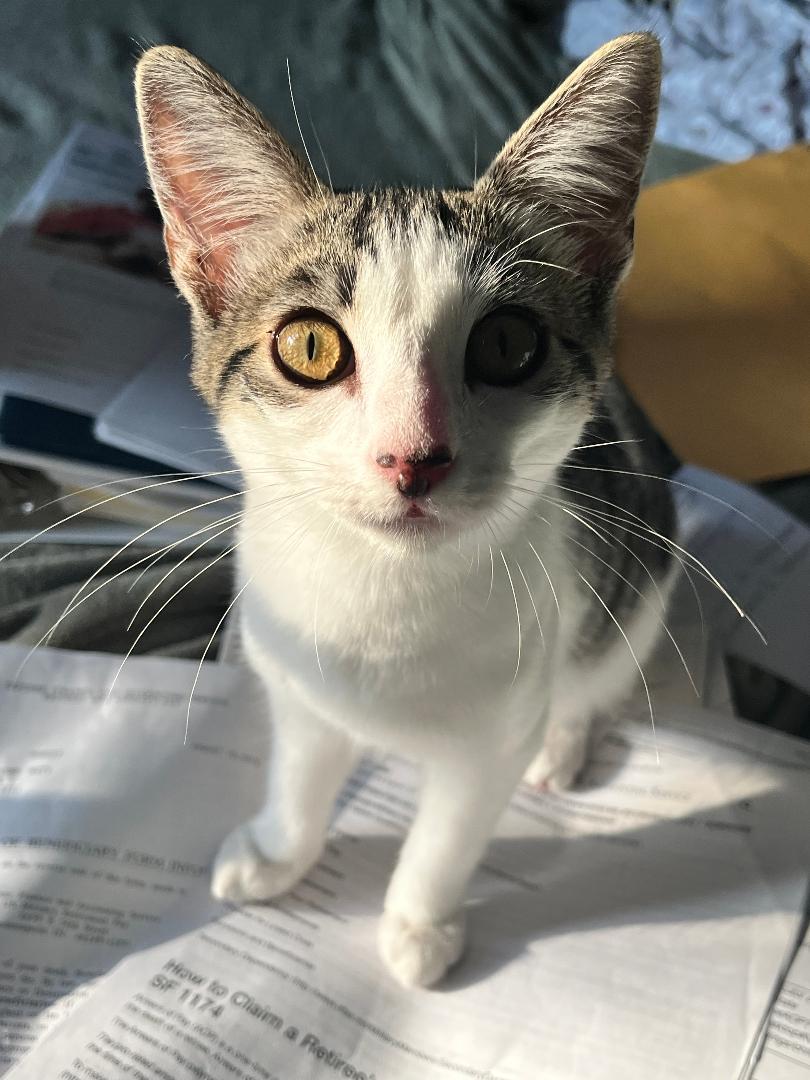 Lilly, Adoptable, Kitten Female Domestic Short Hair.