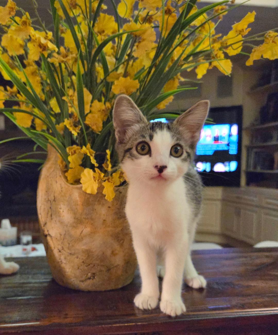 Lilly, a Adoptable Domestic Short Hair in Oceanside, CA image 5/6