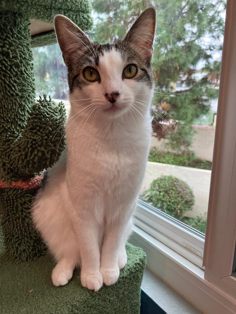 Enlarge Lilly, a Adoptable Domestic Short Hair in Oceanside, CA image 5/6