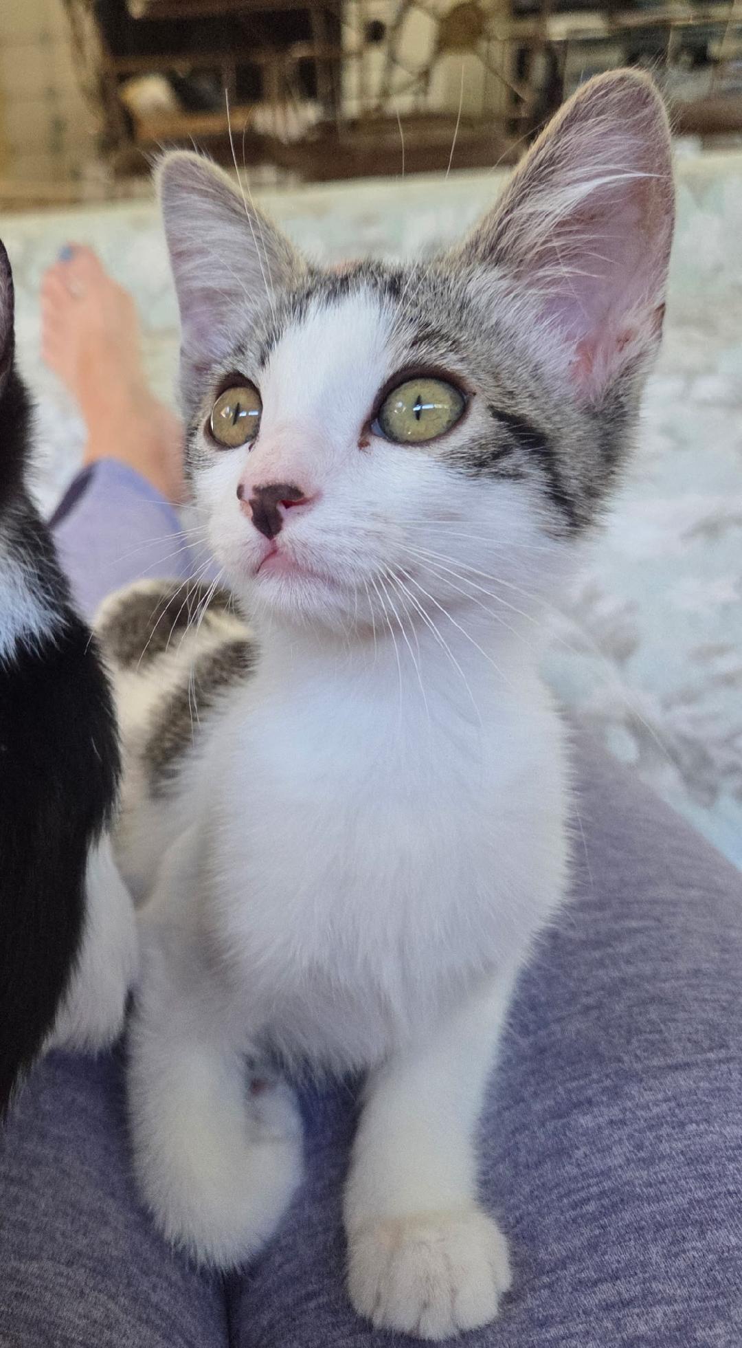 Lilly, a Adoptable Domestic Short Hair in Oceanside, CA image 3/6