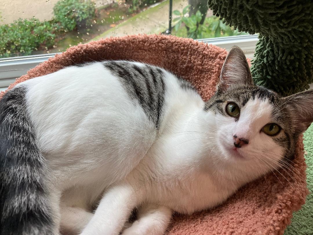 Enlarge Lilly, a Adoptable Domestic Short Hair in Oceanside, CA image 3/6