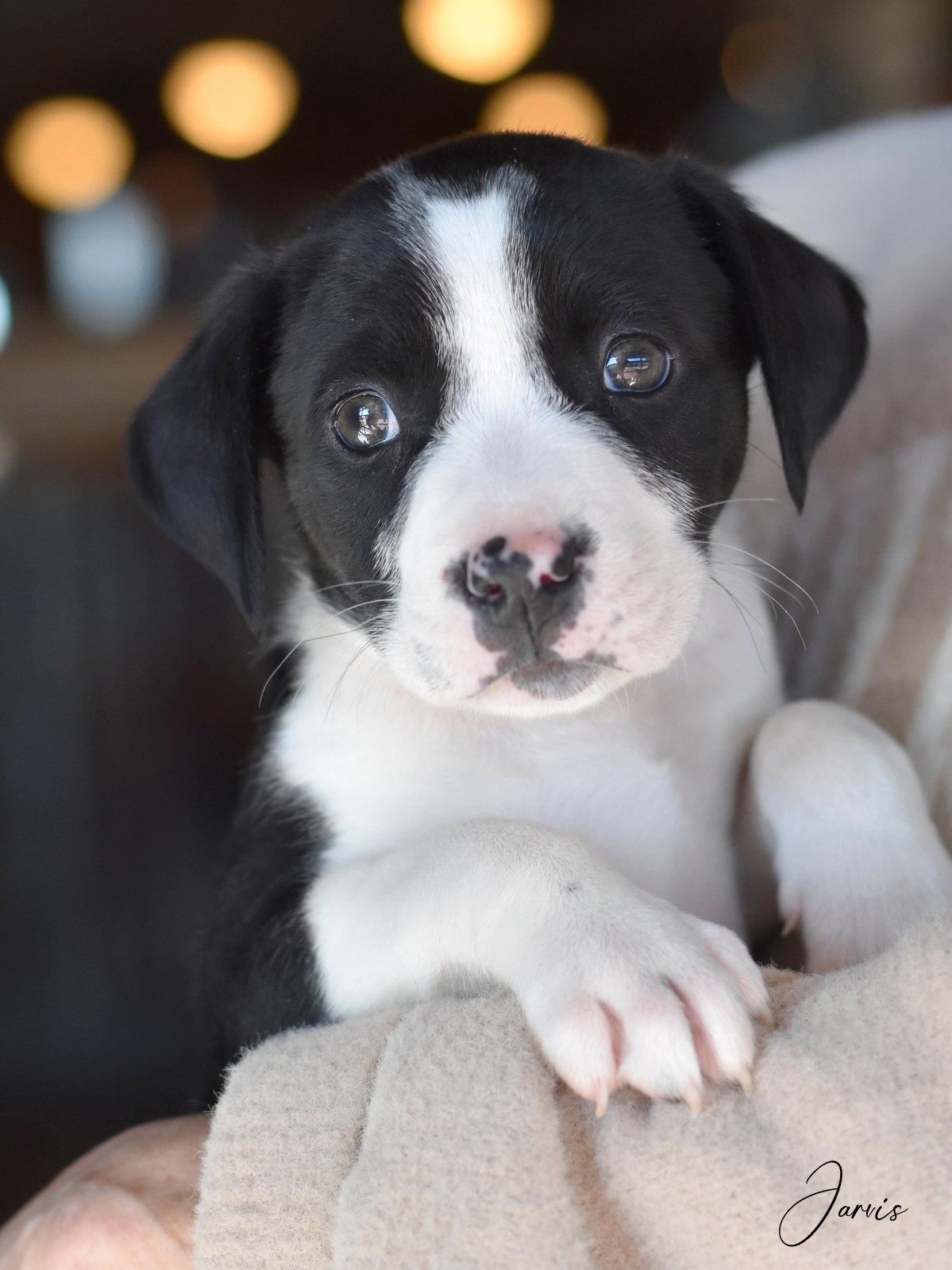 Jarvis, Adopted, Puppy Male Border Collie & Terrier.