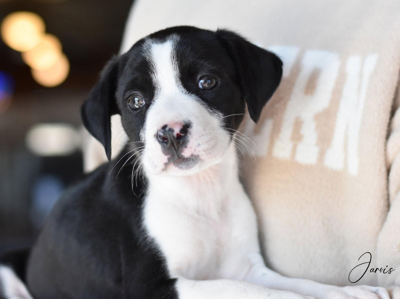Enlarge Jarvis, a Adopted mixed breed in Montgomery, TX image 2/3