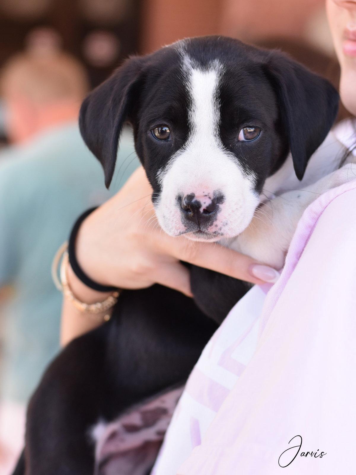 Enlarge Jarvis, a Adopted mixed breed in Montgomery, TX image 3/3