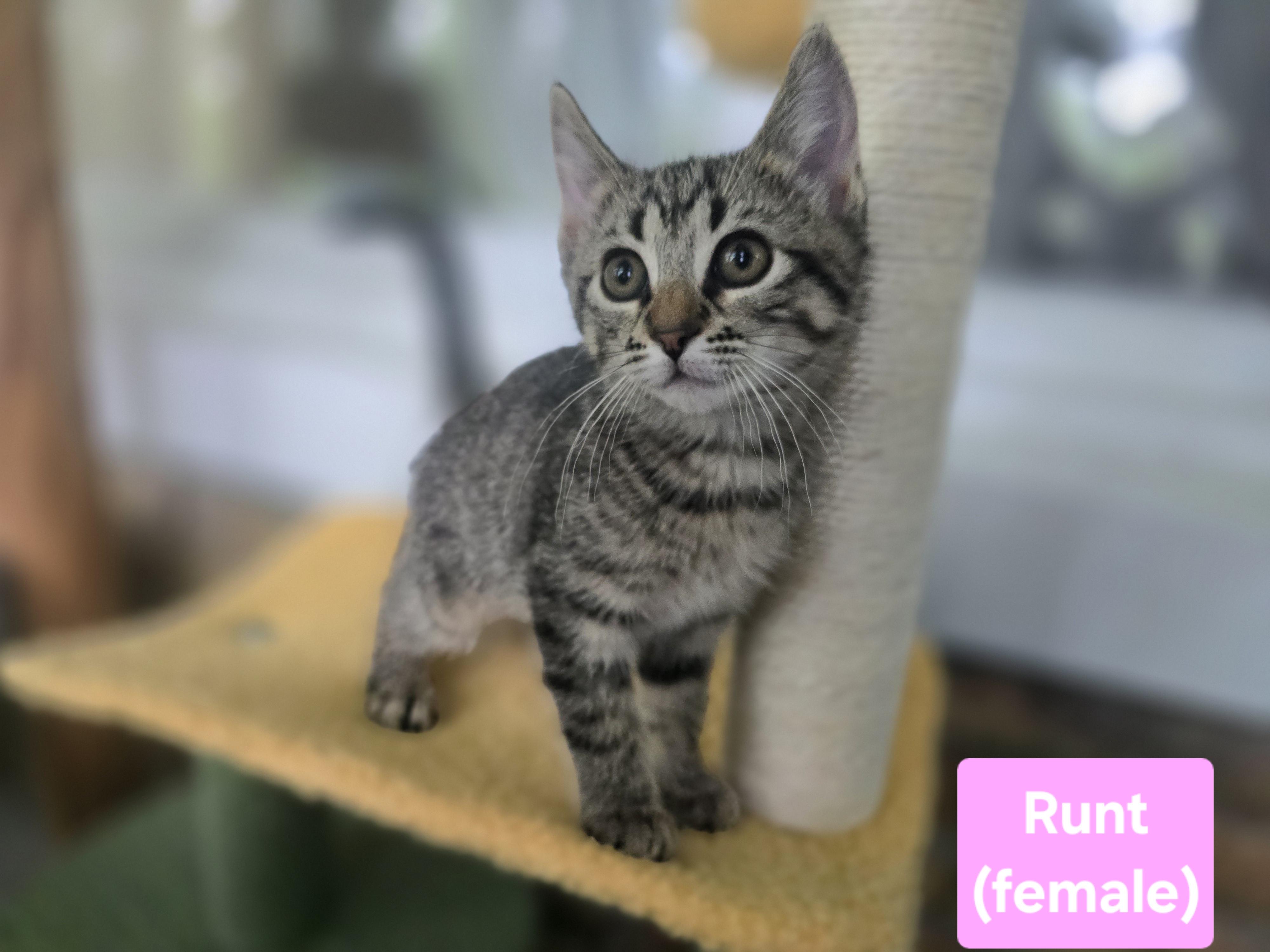Enlarge Runt, a Adoptable mixed breed in Wadsworth, IL image 1/4